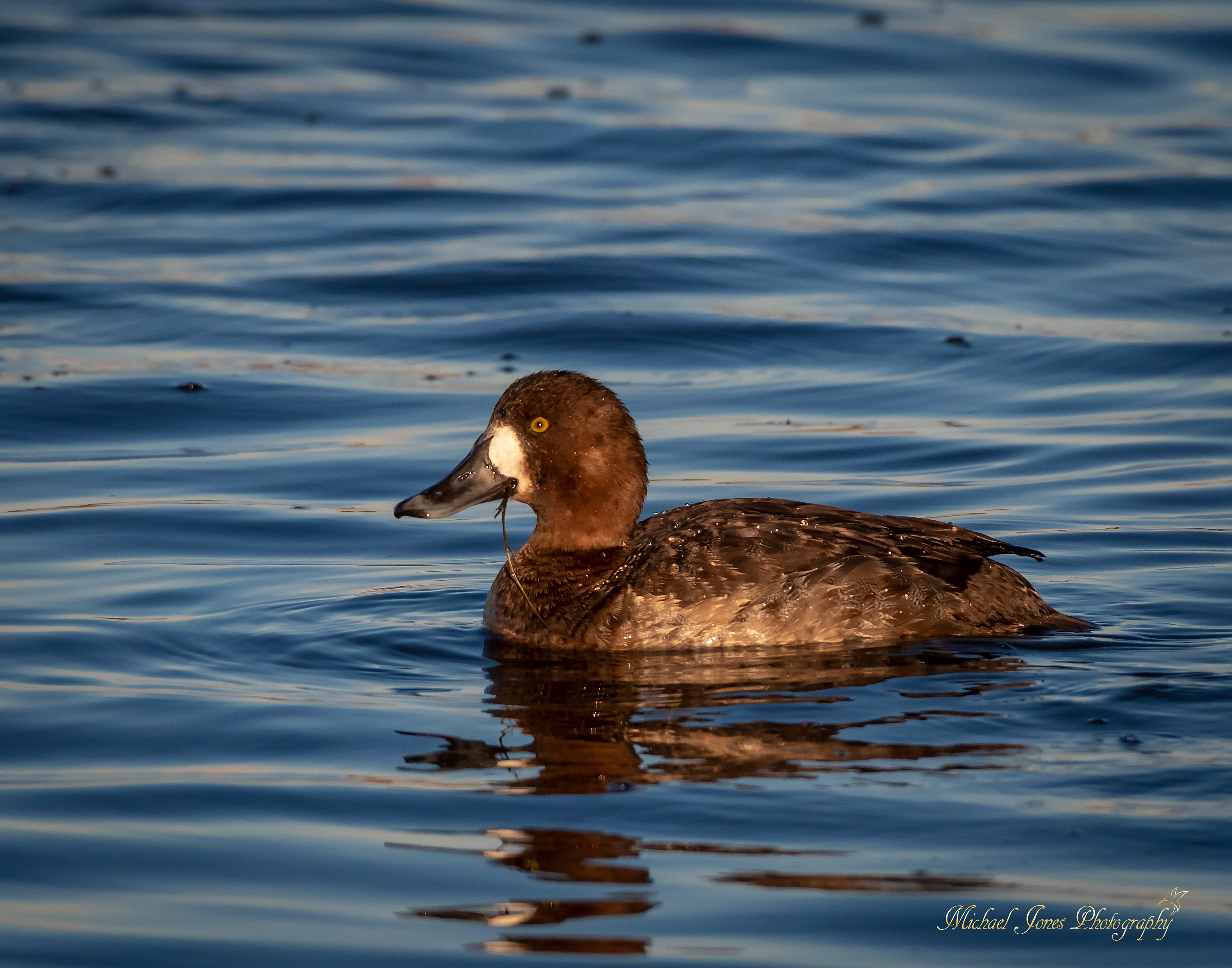 Female Lesser Scaup - Pea Island National Wildlife Refuge, NC
