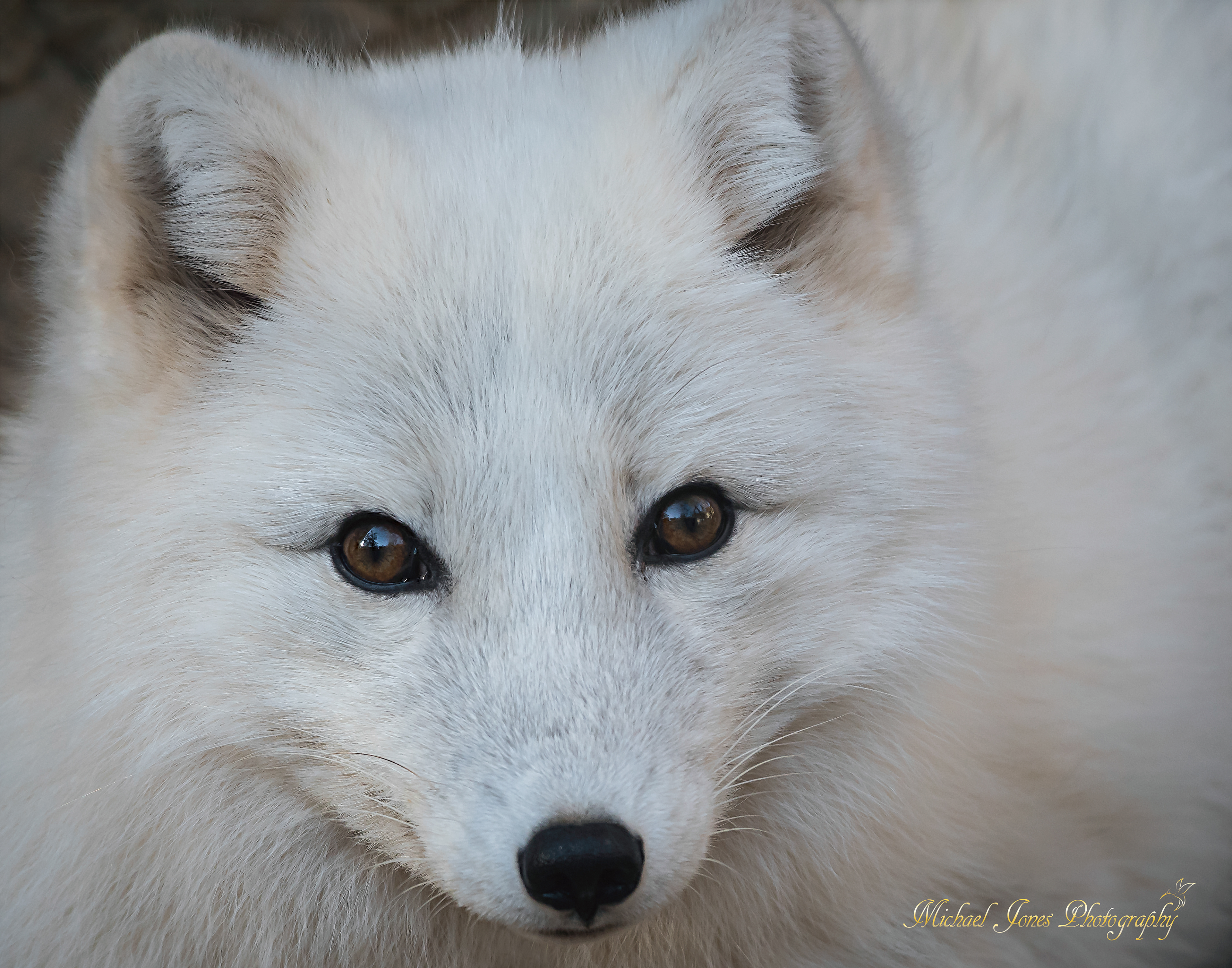 Artic Fox Portrait