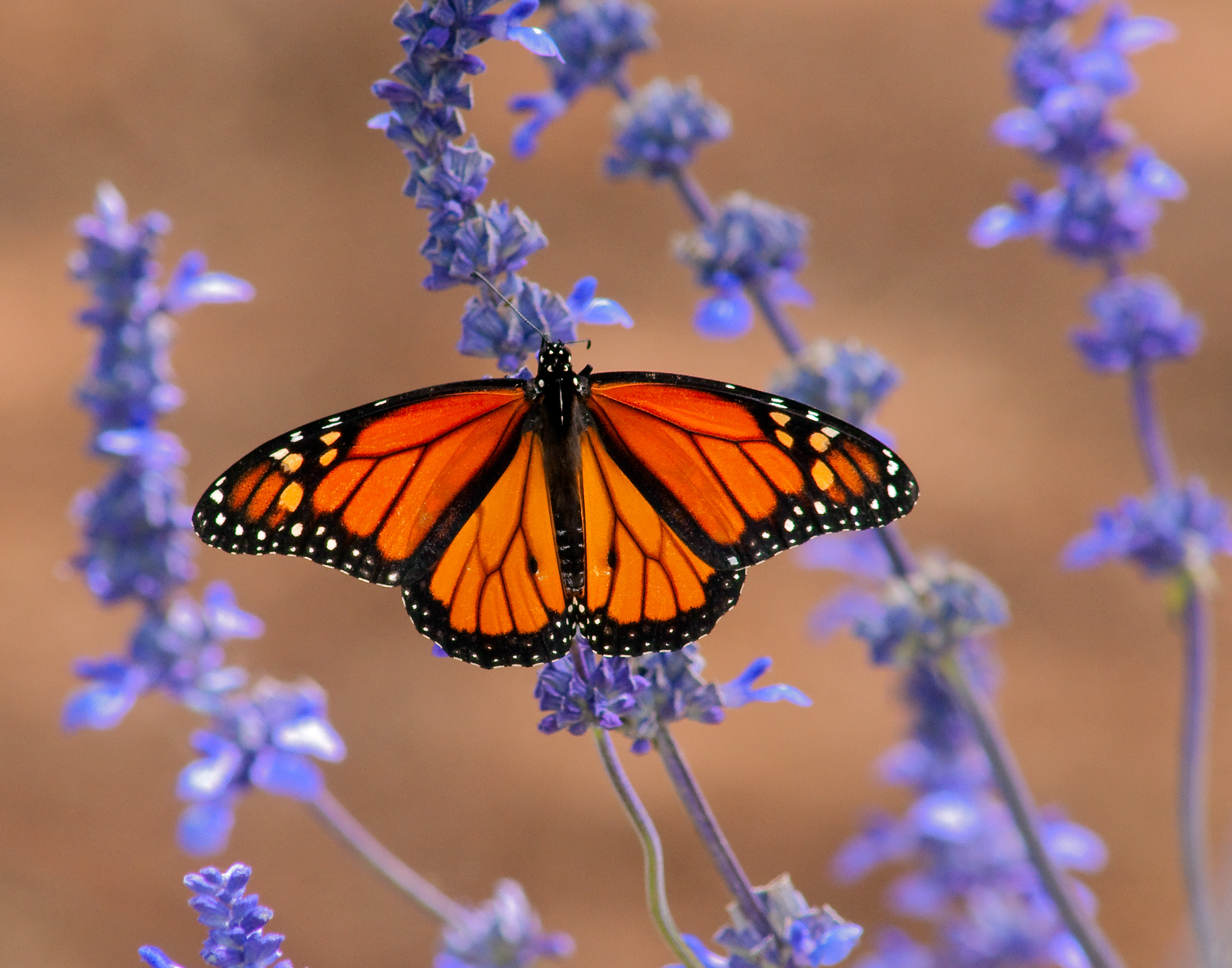 Monarch 2