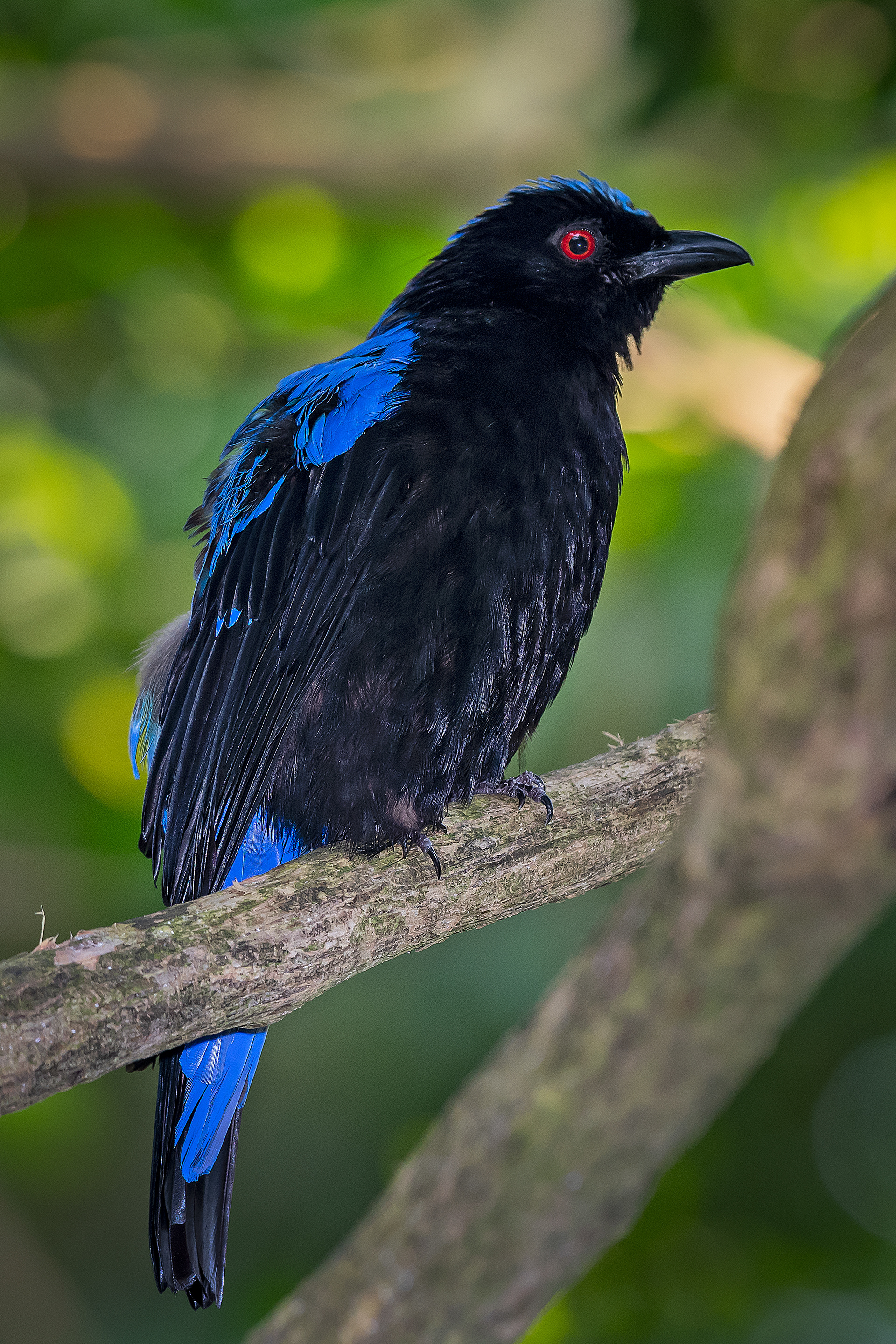Fairy Bluebird (Southern Asia)