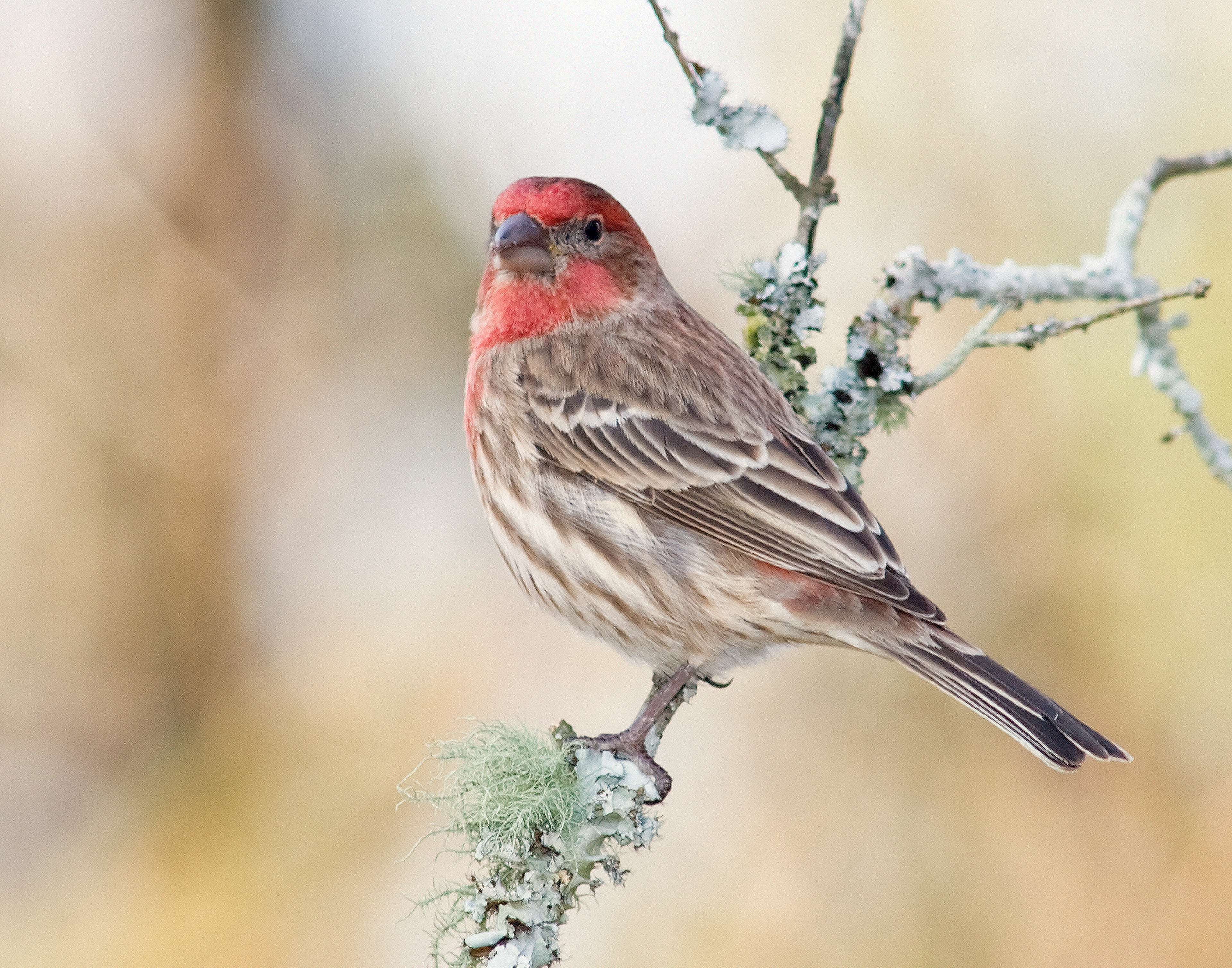 Male Housefinch - Polk County, Georgia