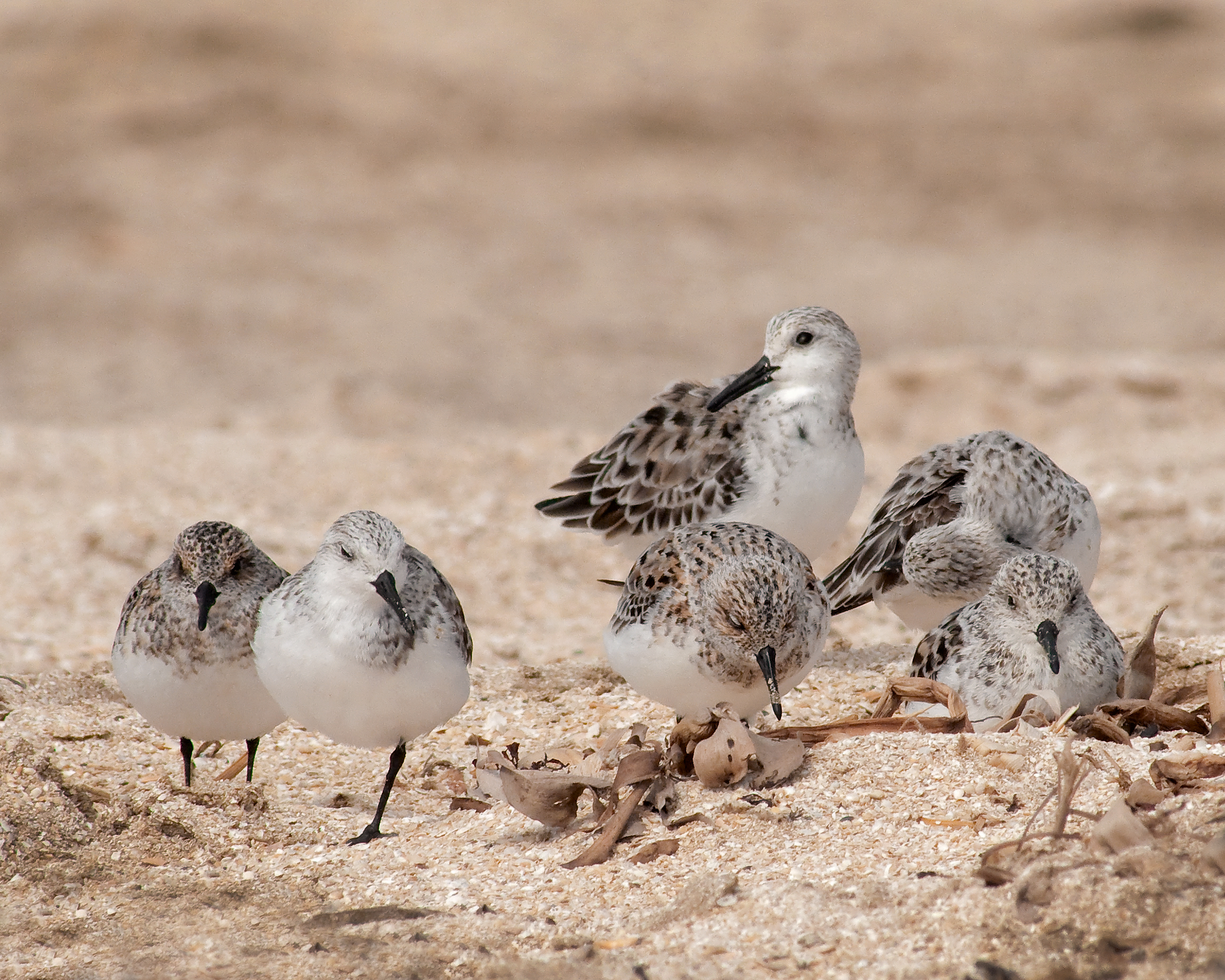 Least Sandpipers - Rutherford Beach, Louisiana