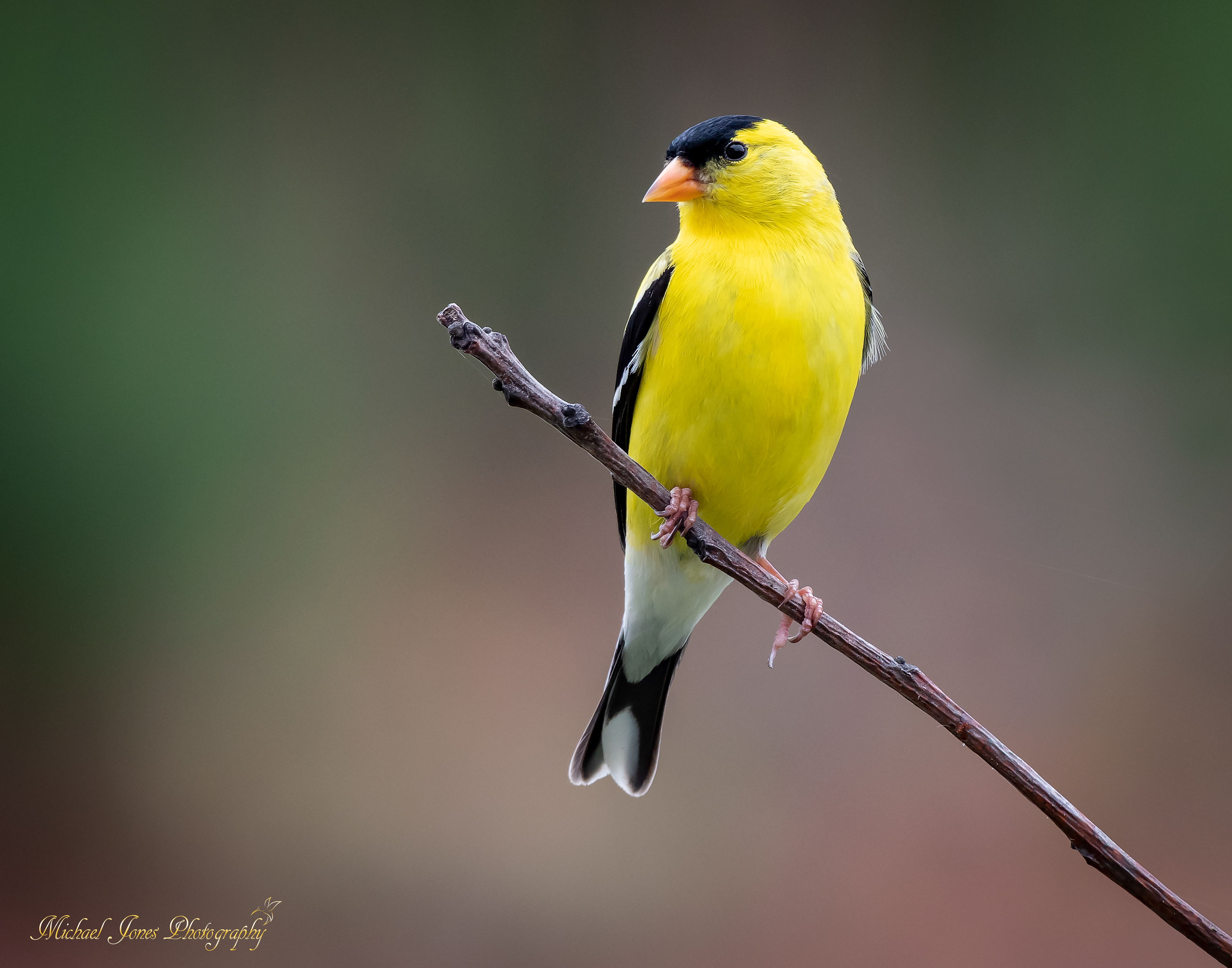 Male American Goldfinch