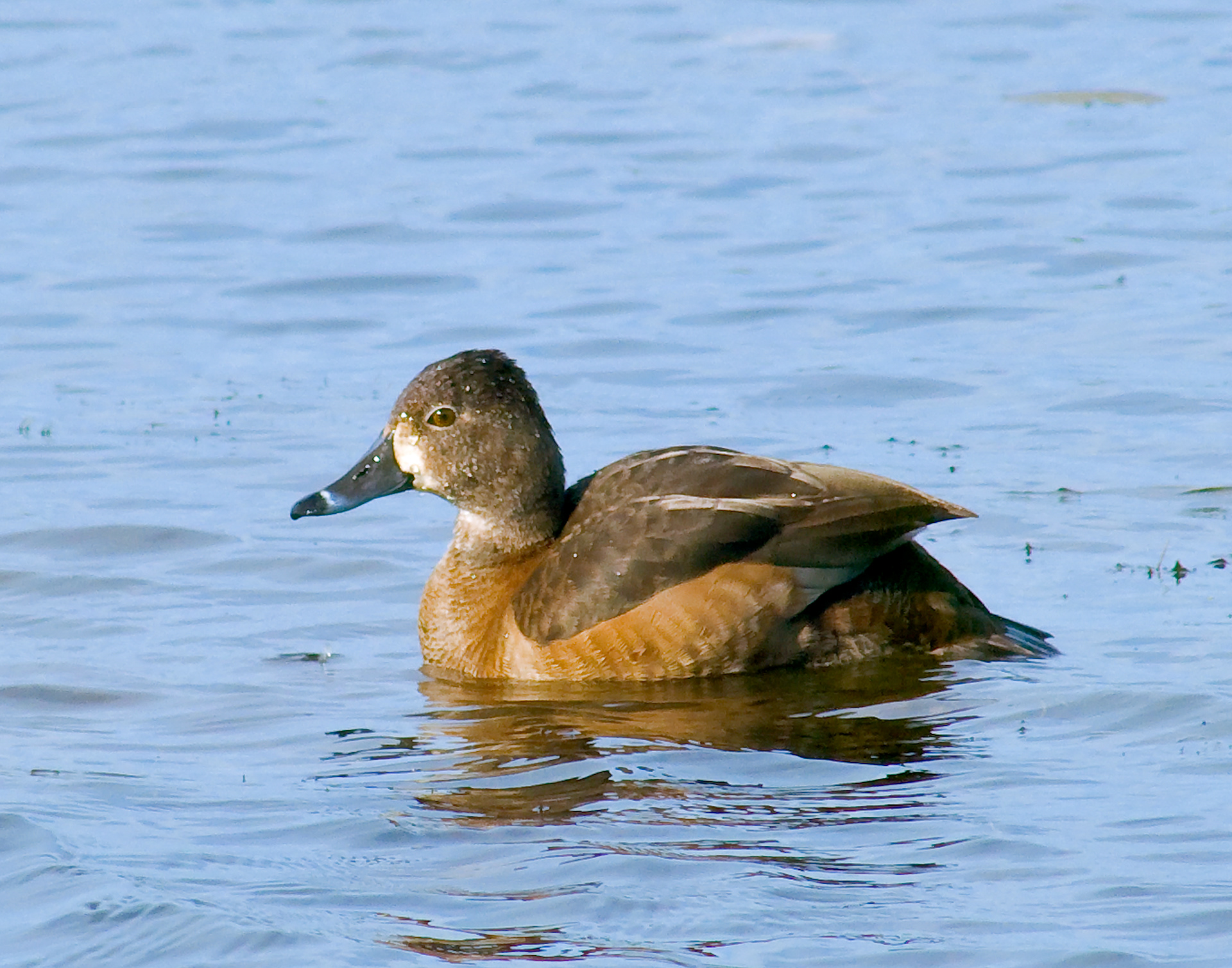Female Ring-necked Duck - Lacassine National Wildlife Refuge, Louisiana