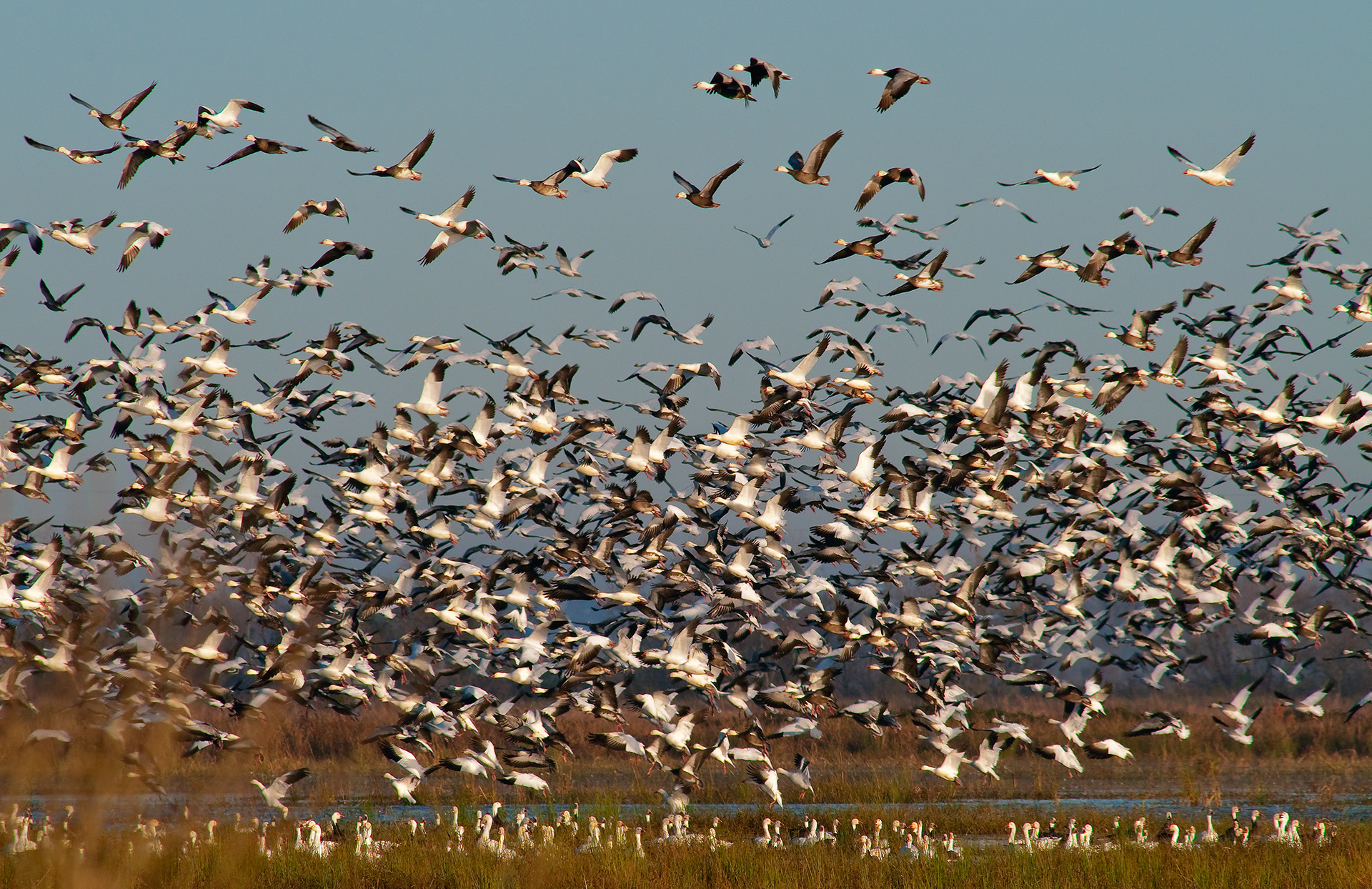 Snow Geese Liftoff - Lacassine National Wildlife Refuge, Louisiana