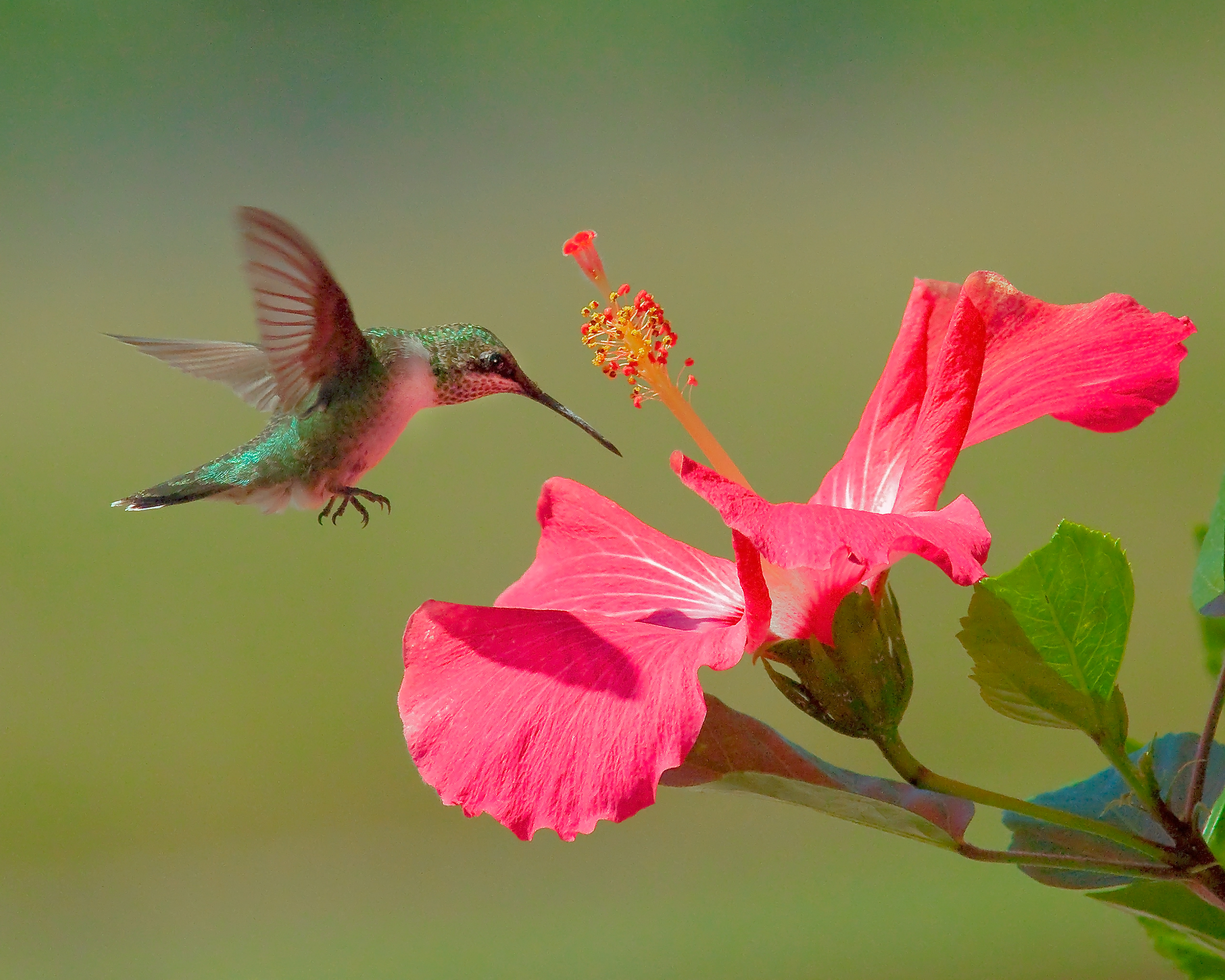 Female Rubythroated Hummingbird Feeding 2