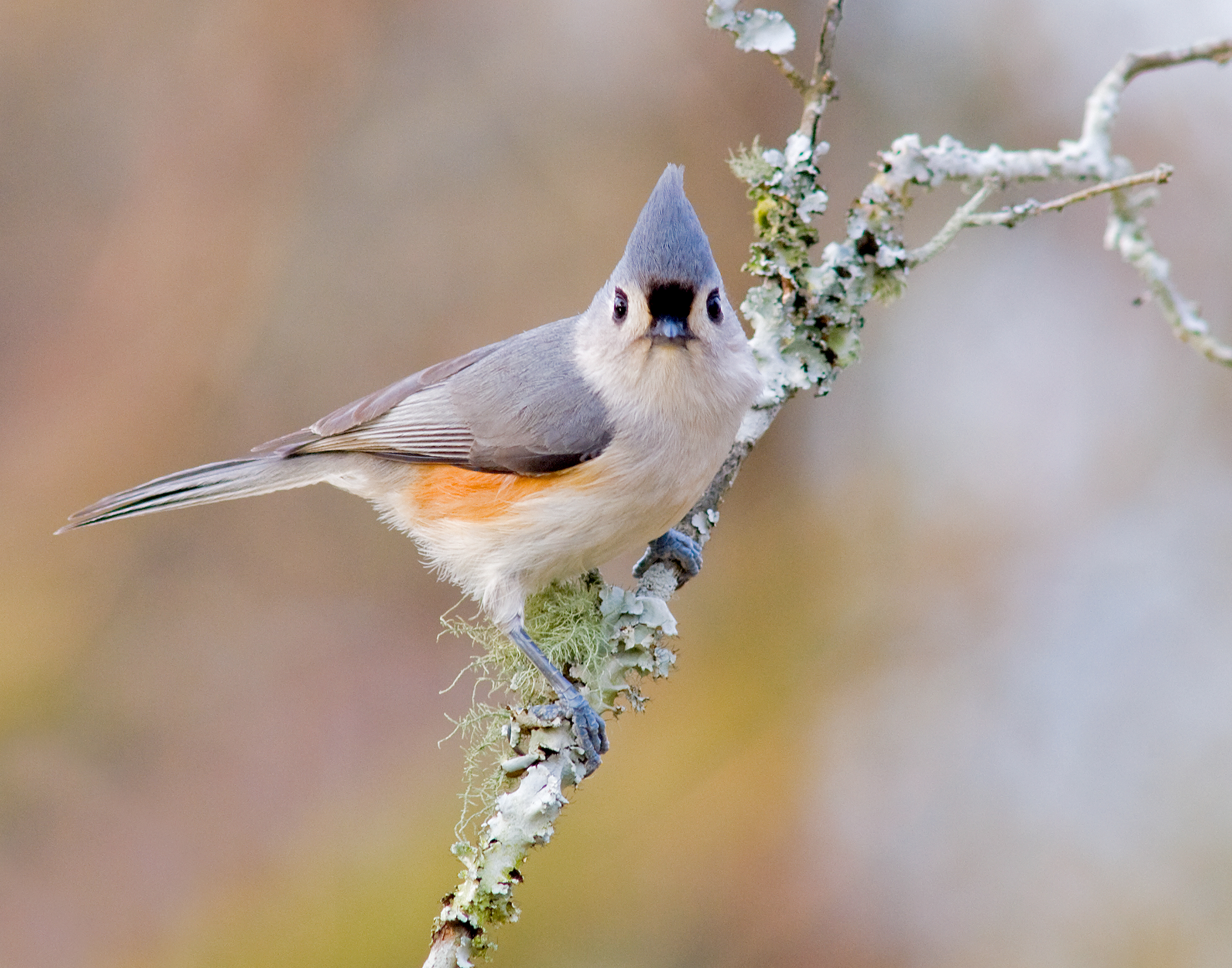 Tuffted Titmouse - Polk County, Georgia