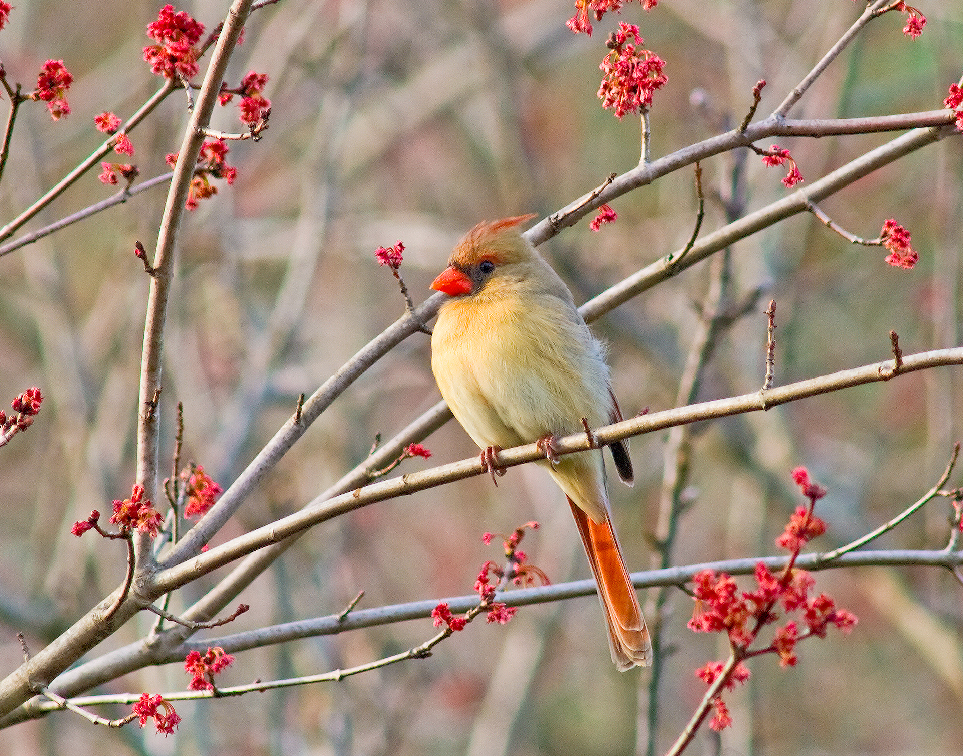 female Northern Cardinal - Polk County, Georgia