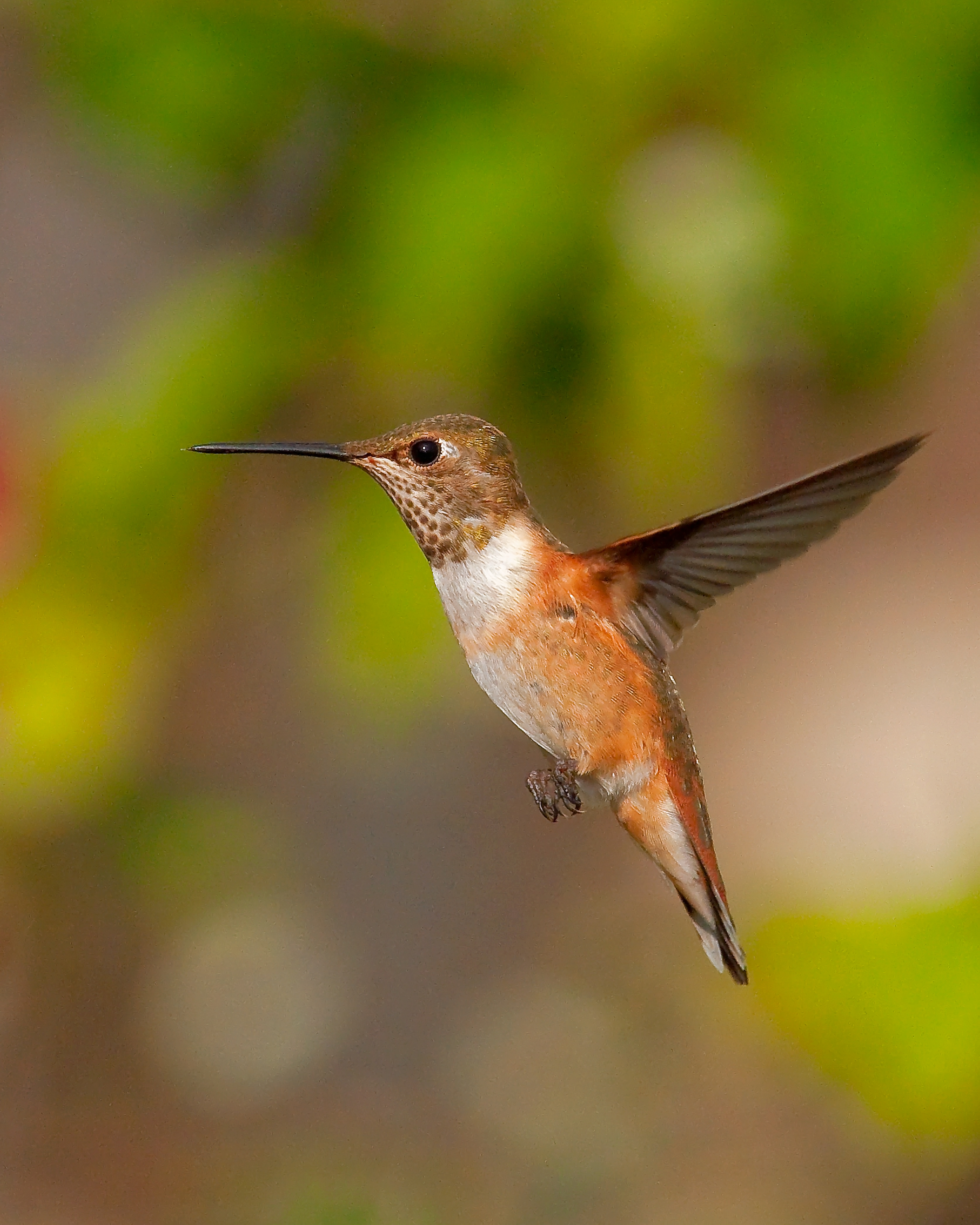Rufous Hummingbird 3