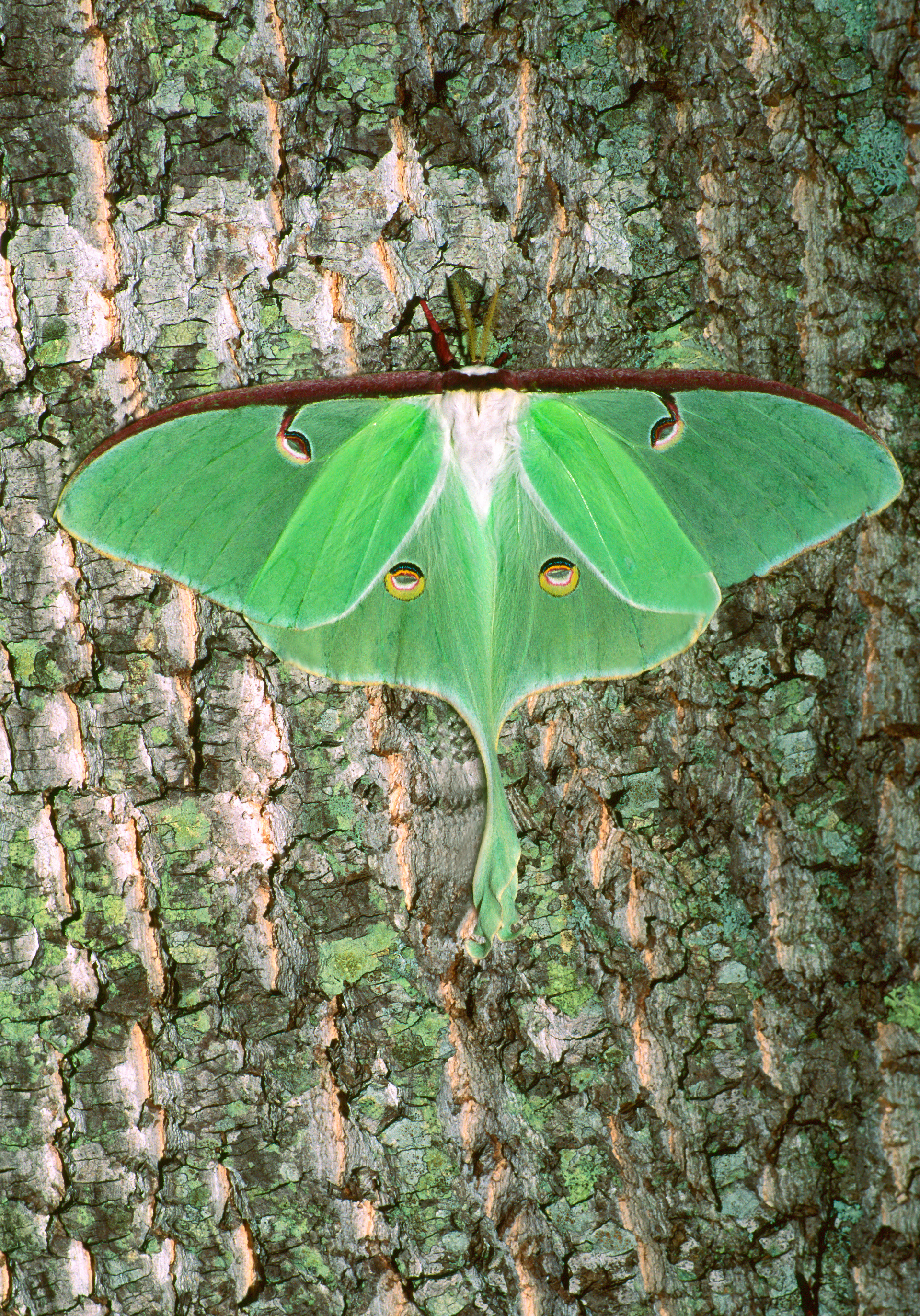 Luna Moth