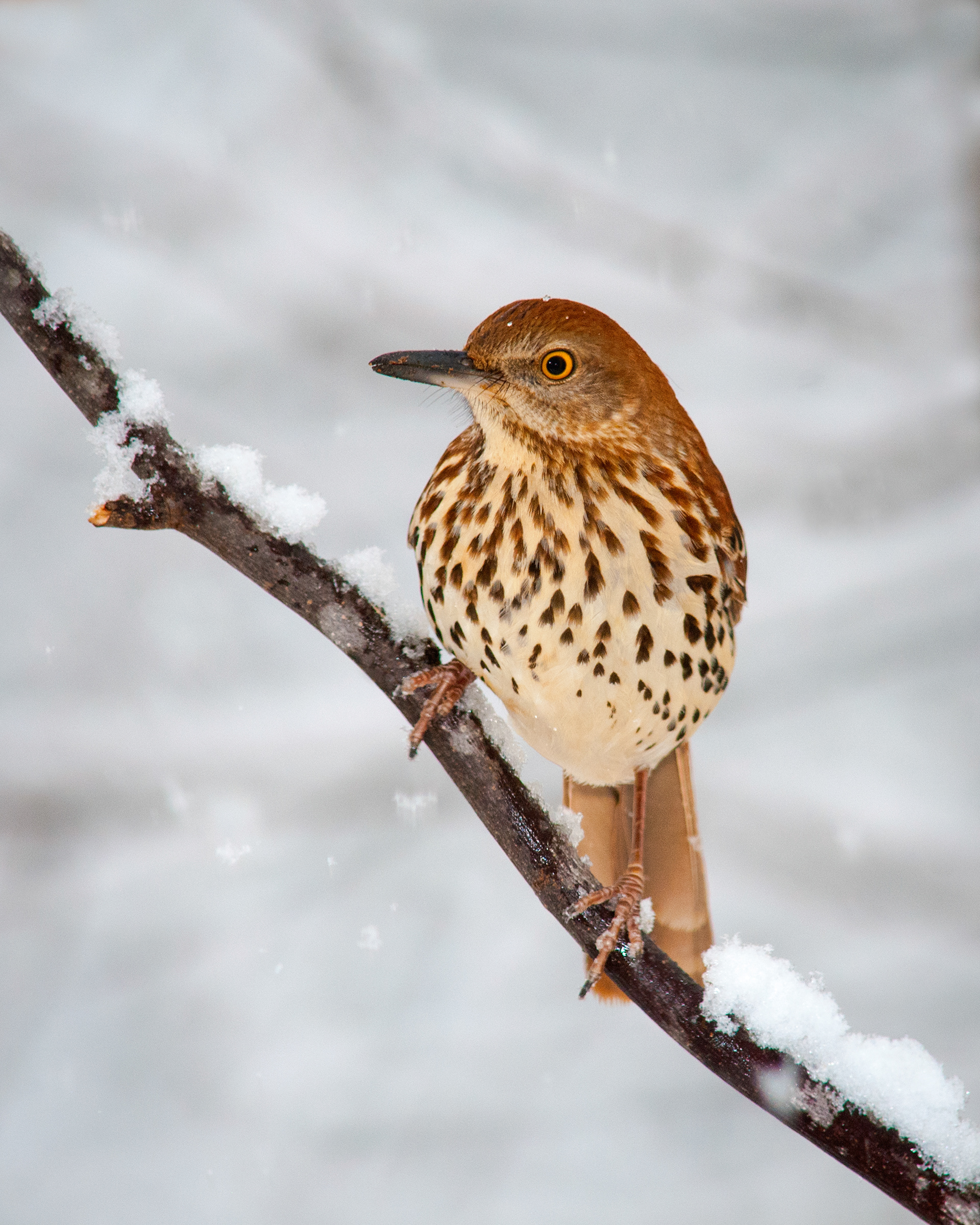 Brown Thrasher - Cabarrus County, NC