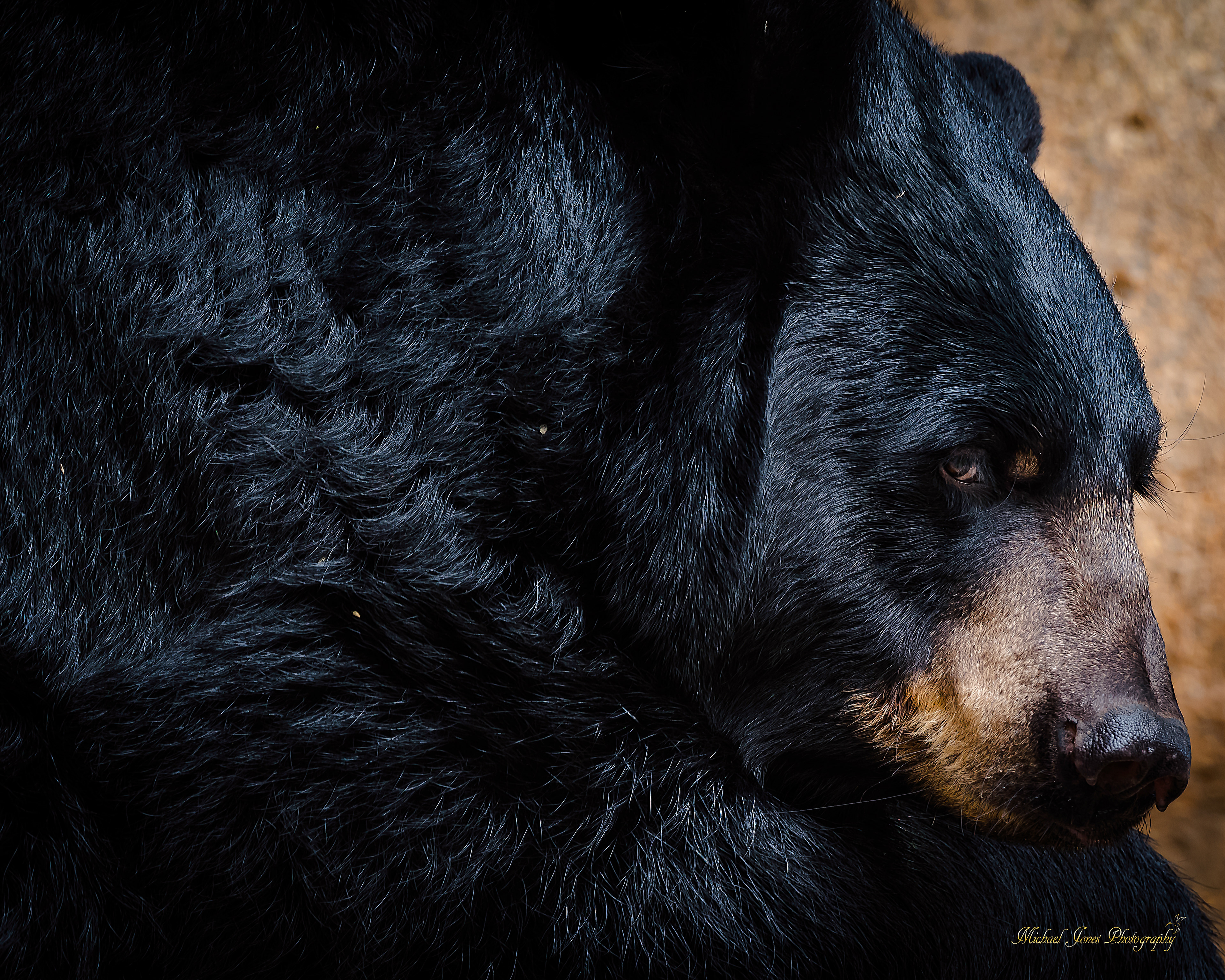 Black Bear Portrait