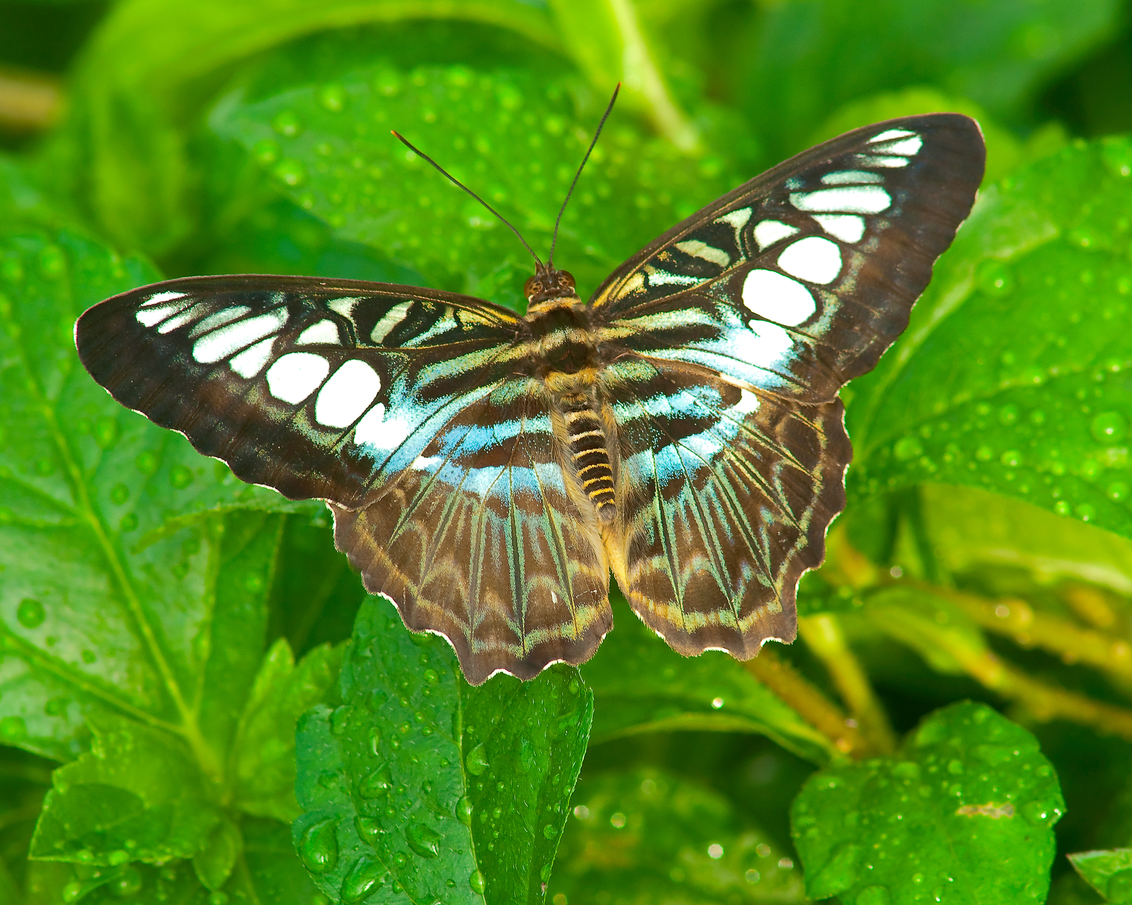 Malaysian Blue Clipper