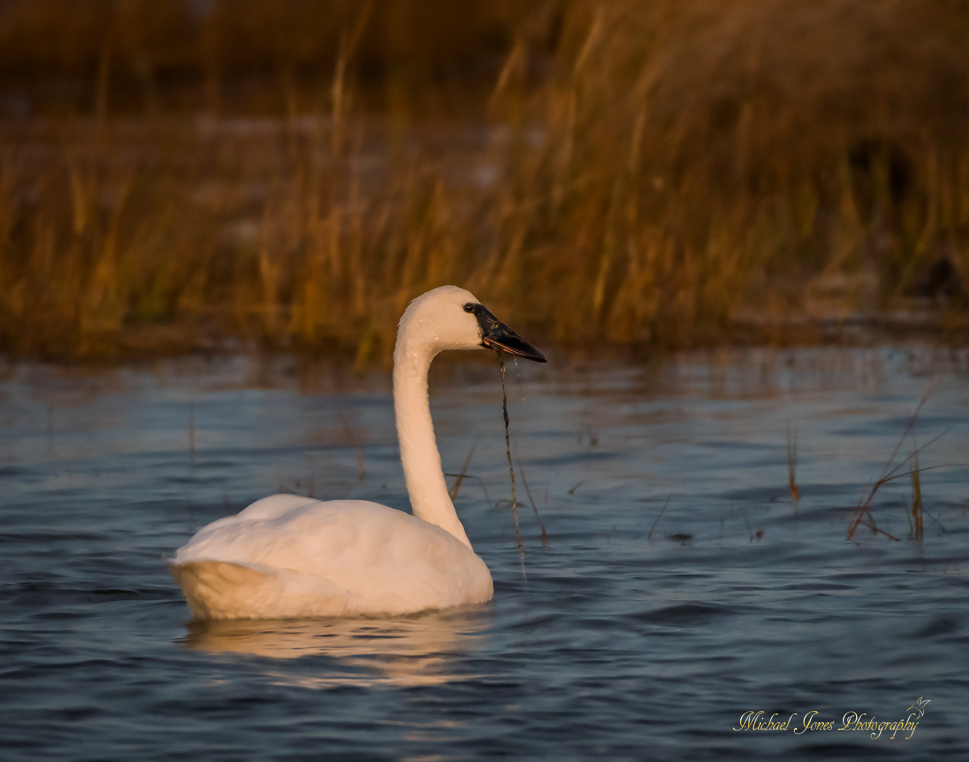 Trumpter Swan - Pea Island National Wildlife Refuge