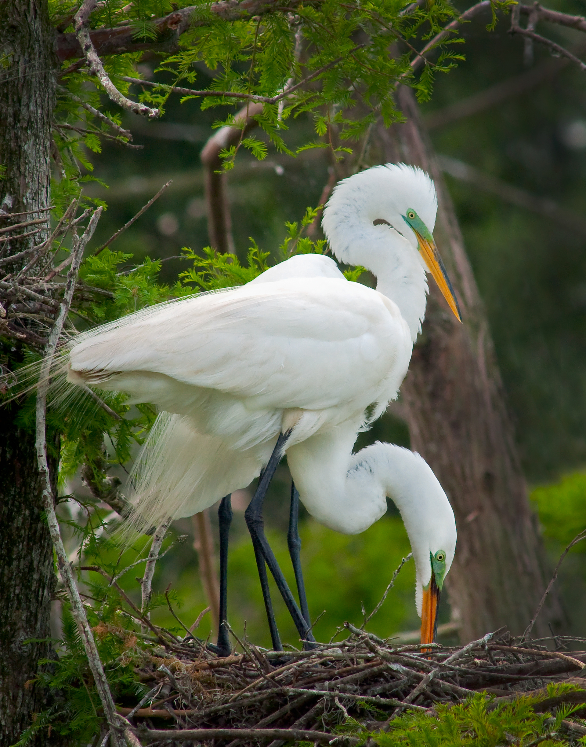 Great Egret Pair - Shangri-La Gardens, Texas