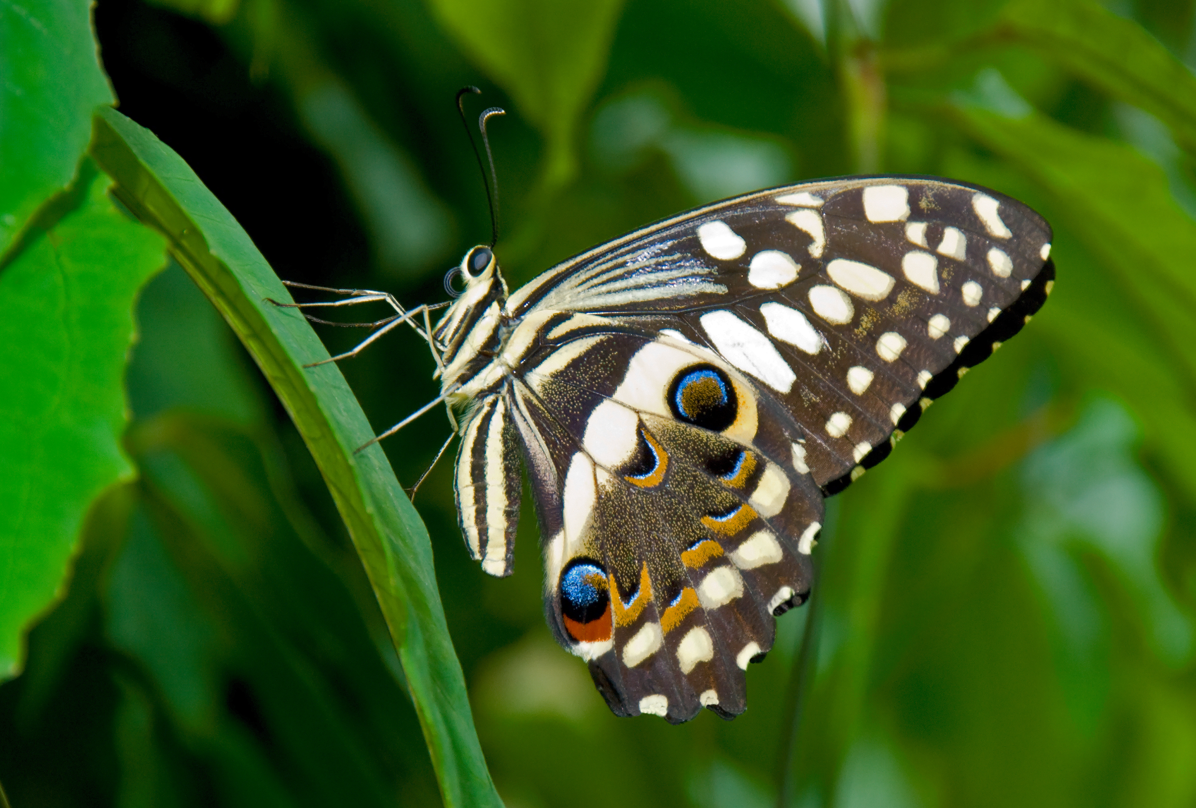 Lime Swallowtail