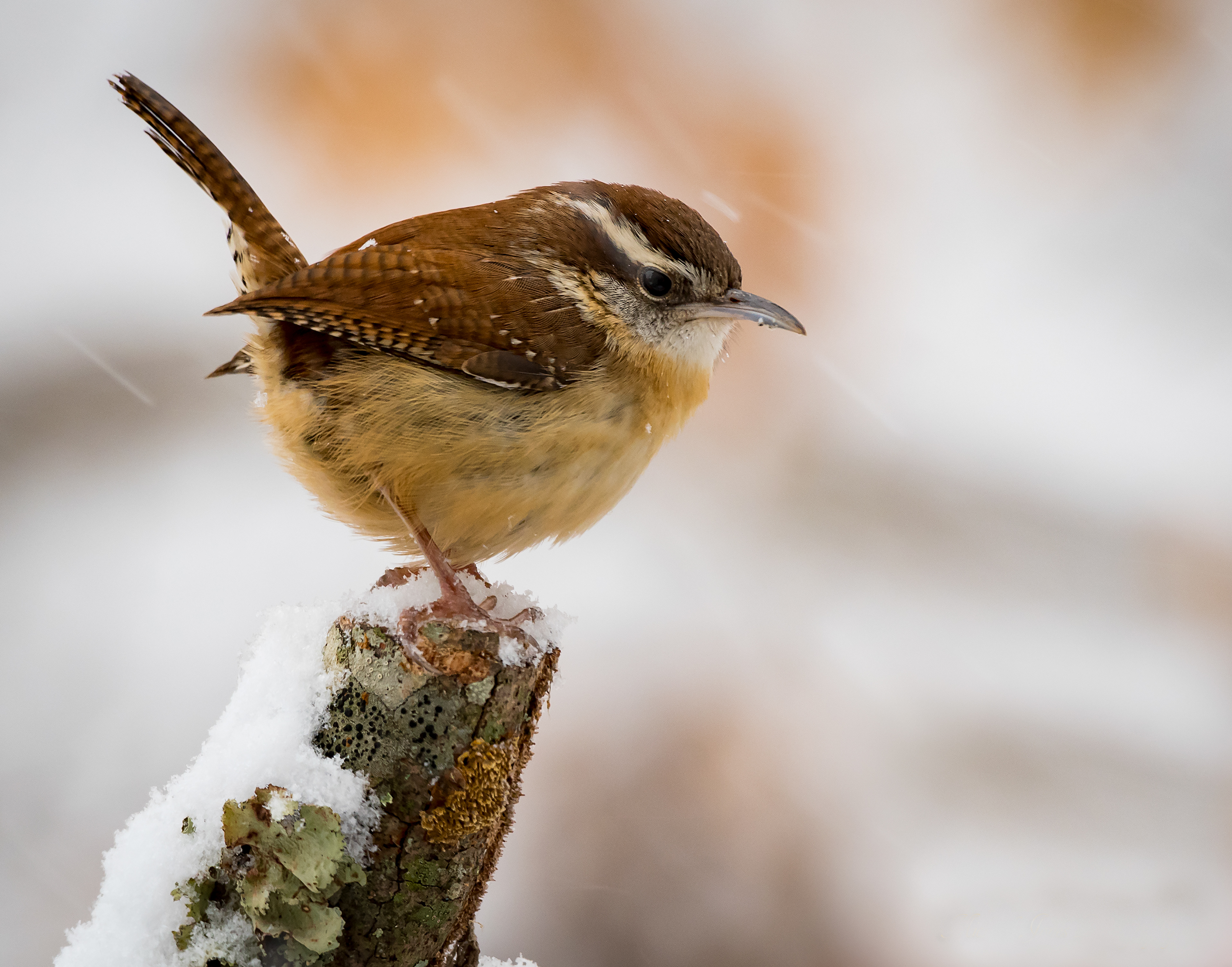 Carolina Wren - Cabarrus County, NC