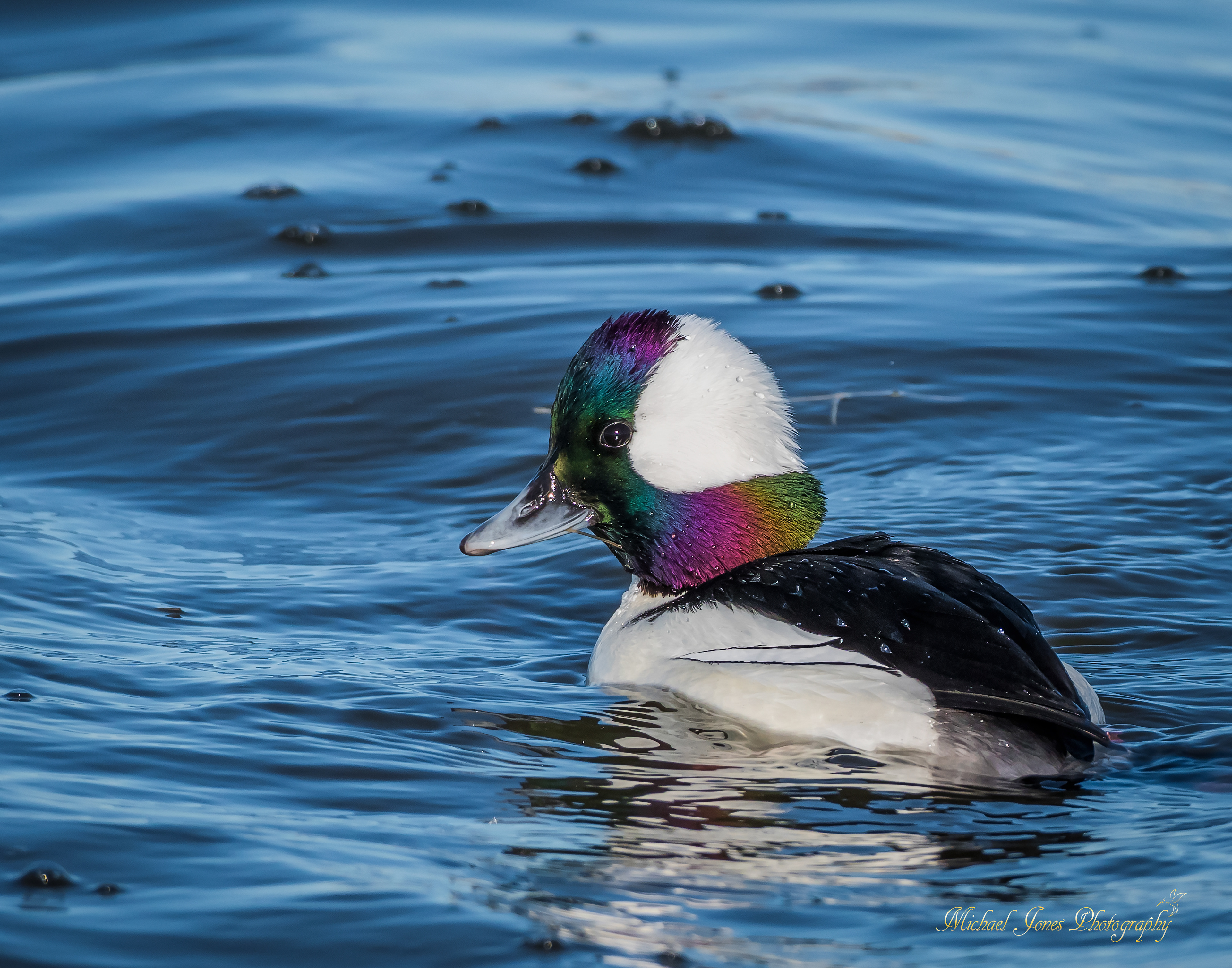 Male Bufflehead 1 - Pea Island National Wildlfe Refuge