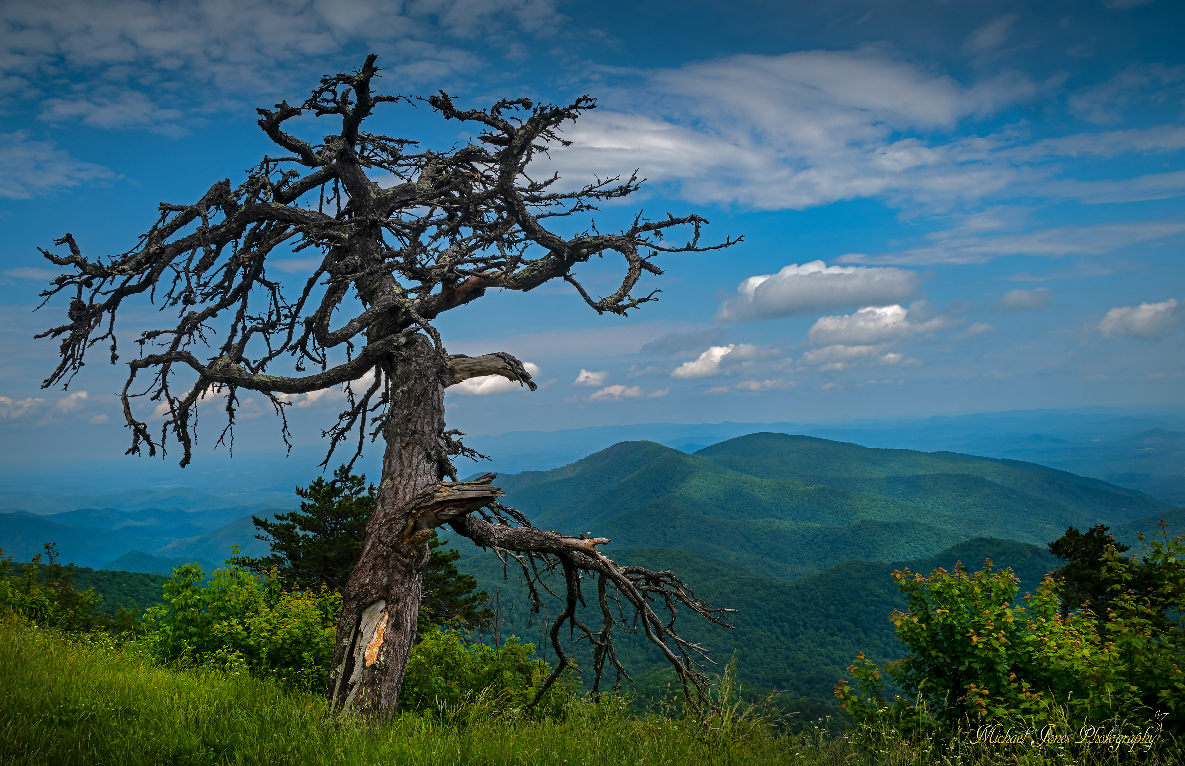 Old Tree - Blue Ridge Mountains, NC