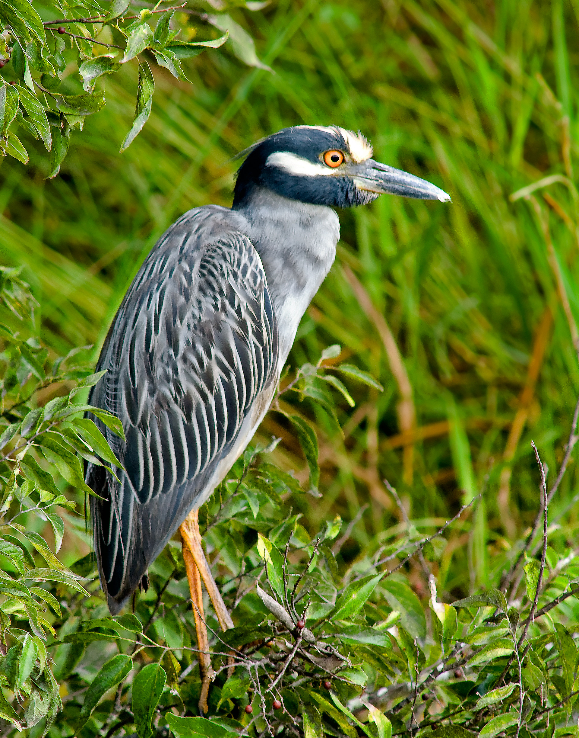 Yellow-crowned Night Heron - Lacassine National Wildlife Refuge, Louisiana