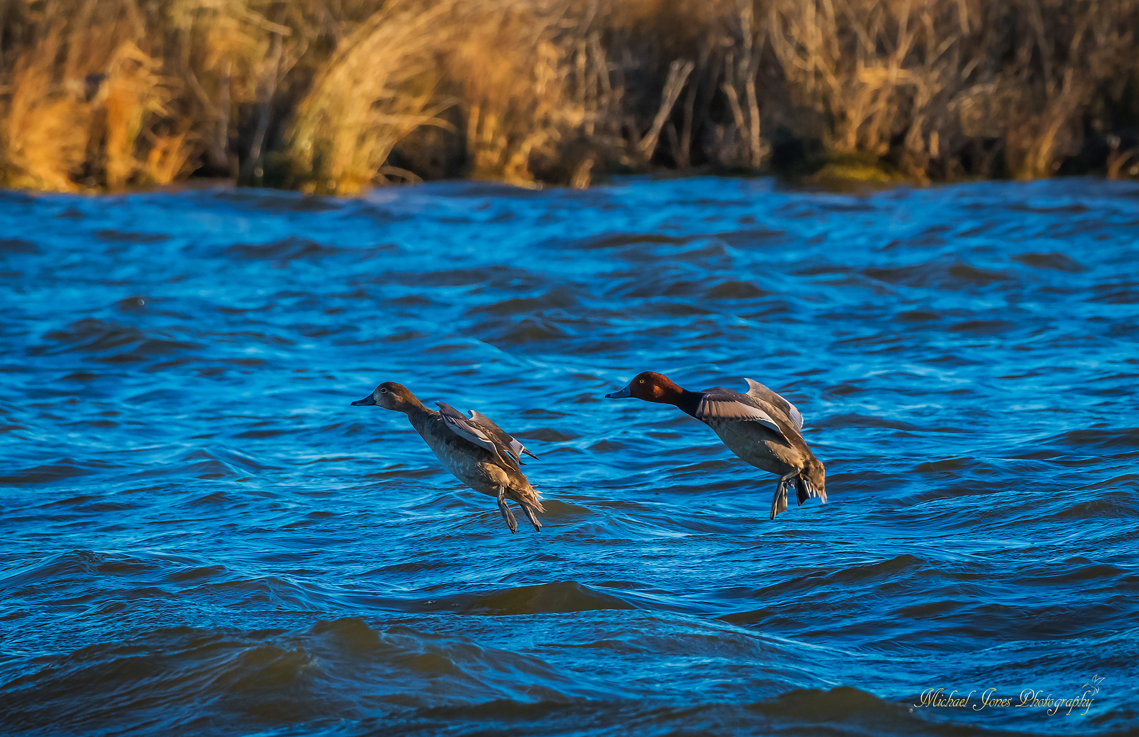 Canvas Back Landing - Pea Island National Wildlife Refuge, NC