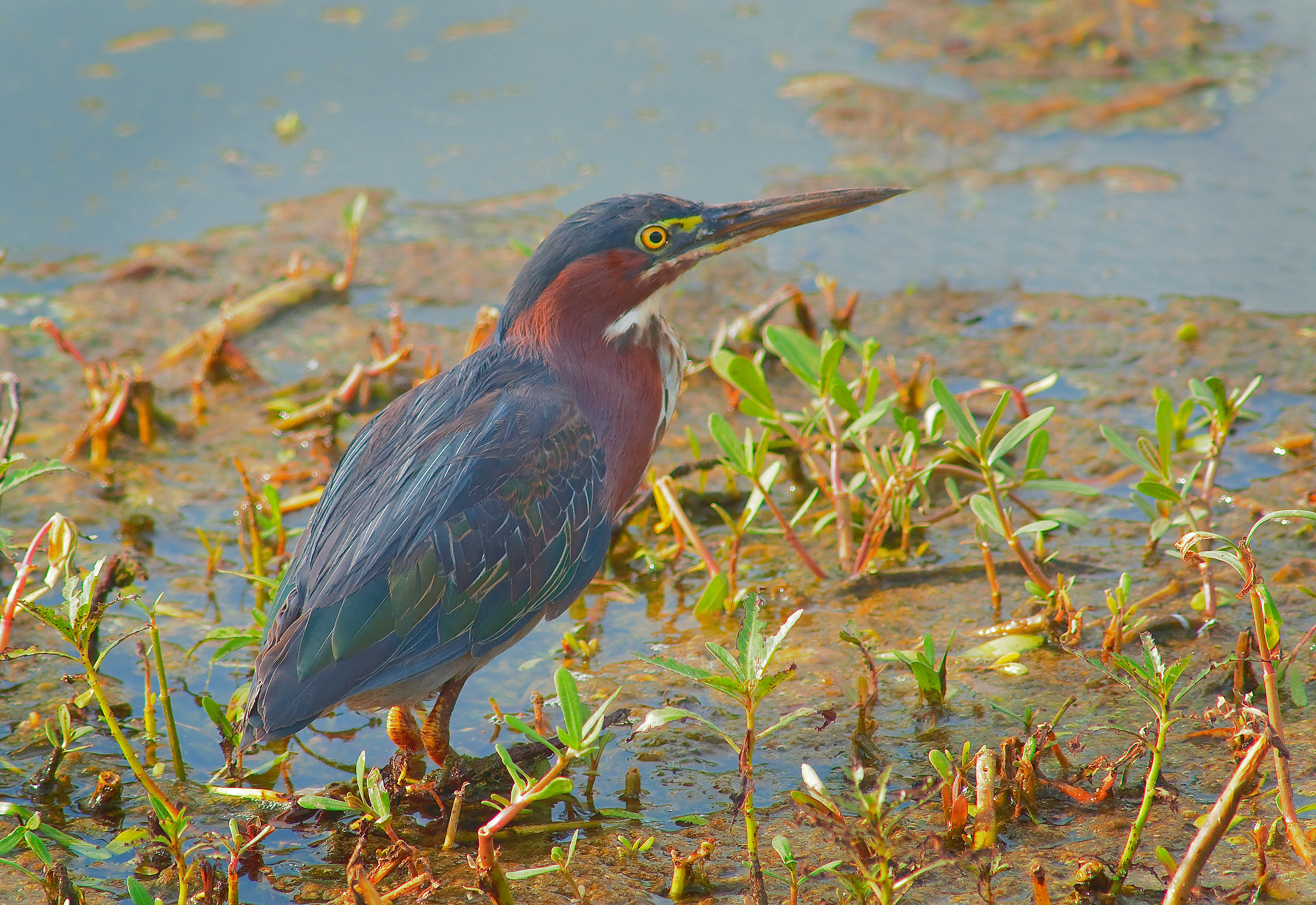 Green Heron - Lacassine National Wildlife Refuge, Louisiana