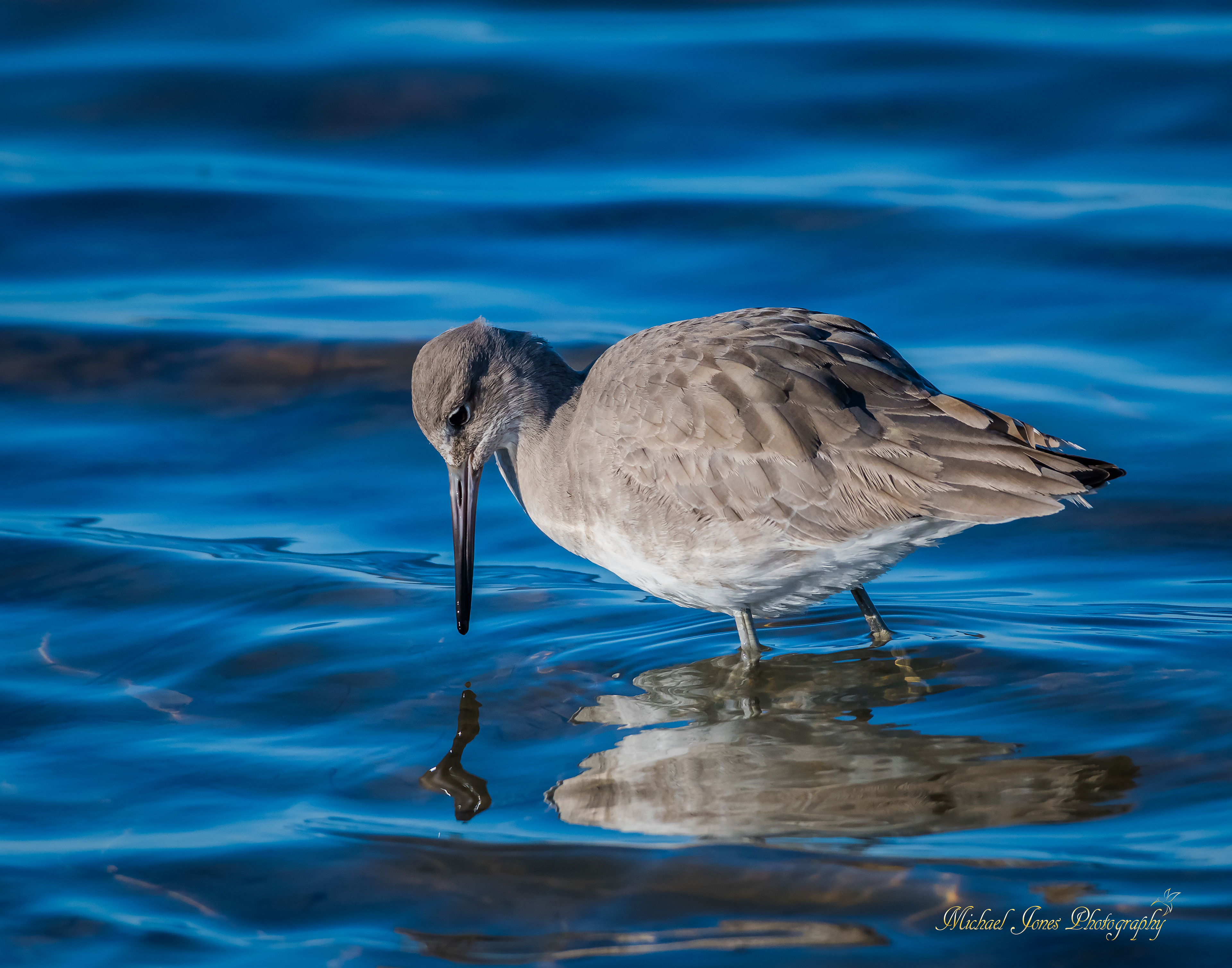 Willet - Pea Island National Wildlife Refuge, NC