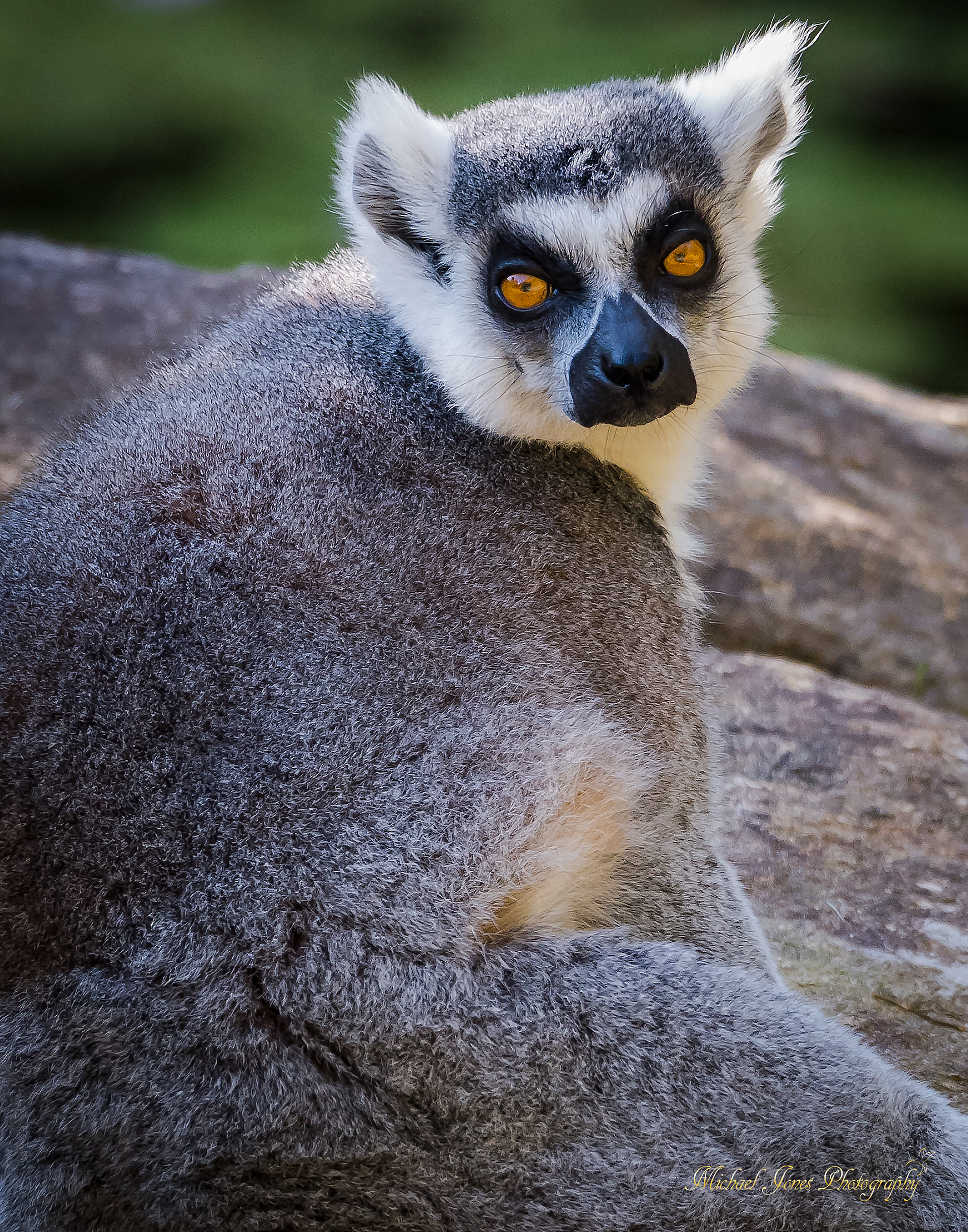 Lemur Portrait 1