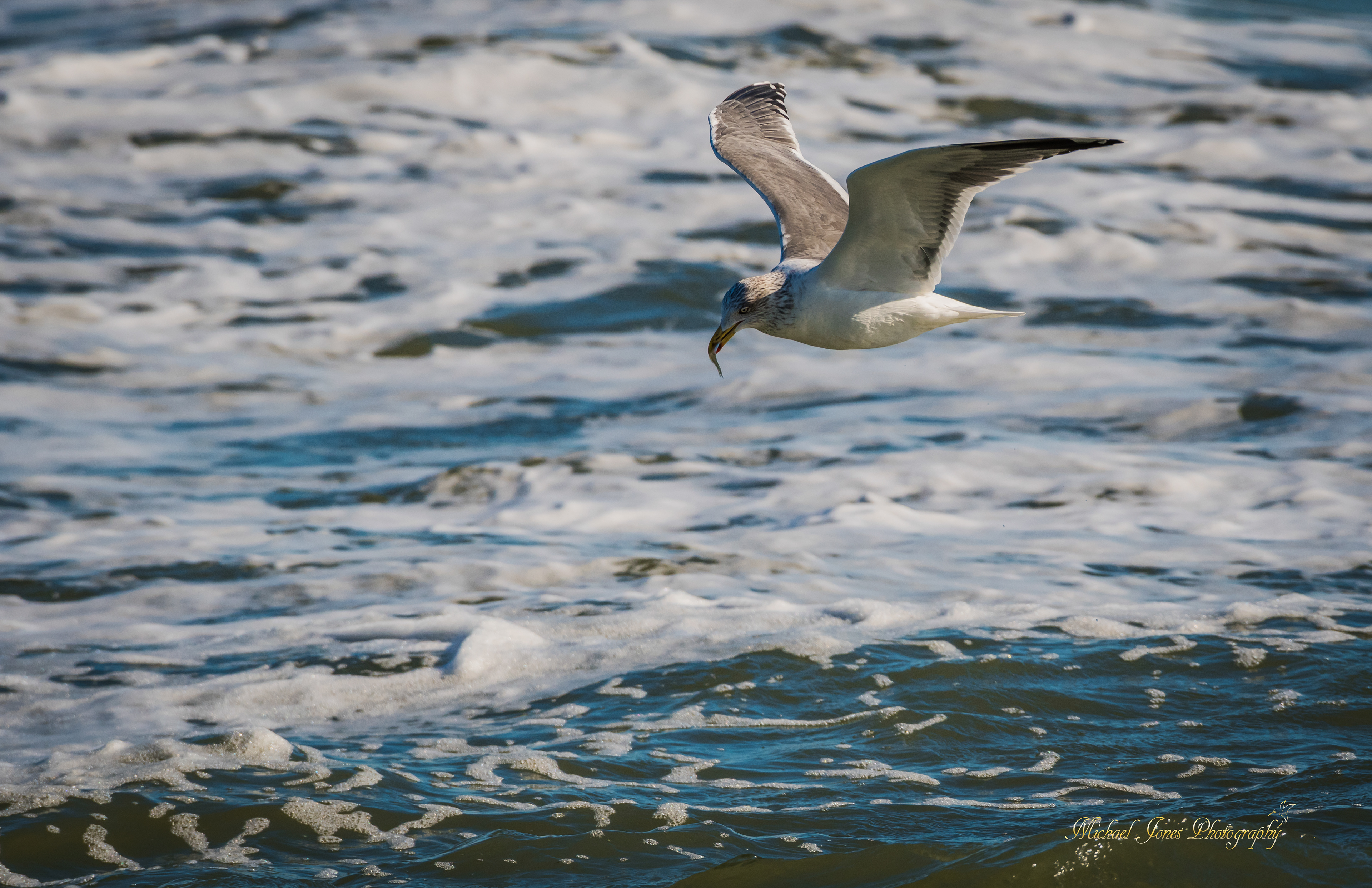 Wave Riders 2 - Gull - Cape Hatteras National Seashore, NC, NC