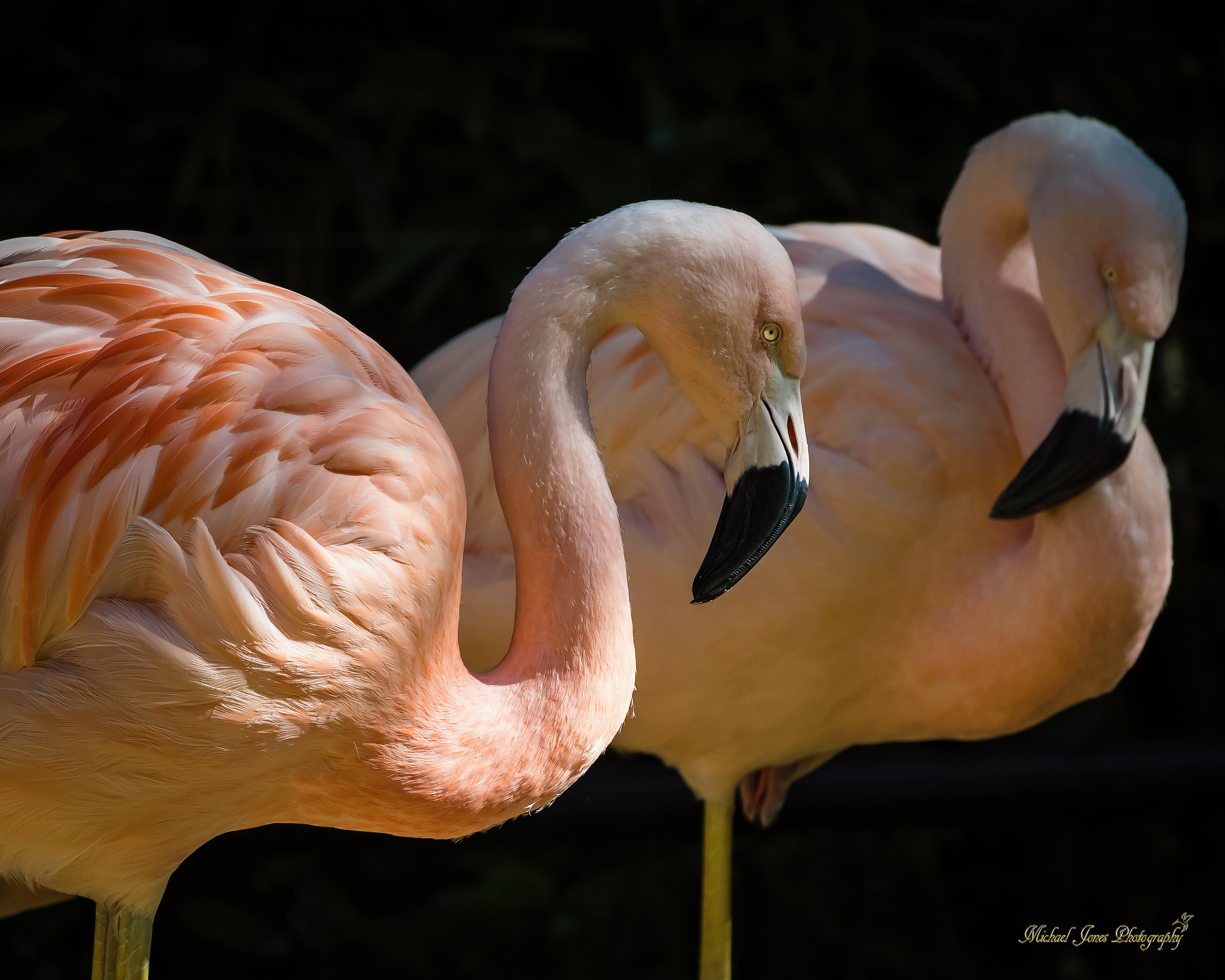 Chilean Flamingo Portrait