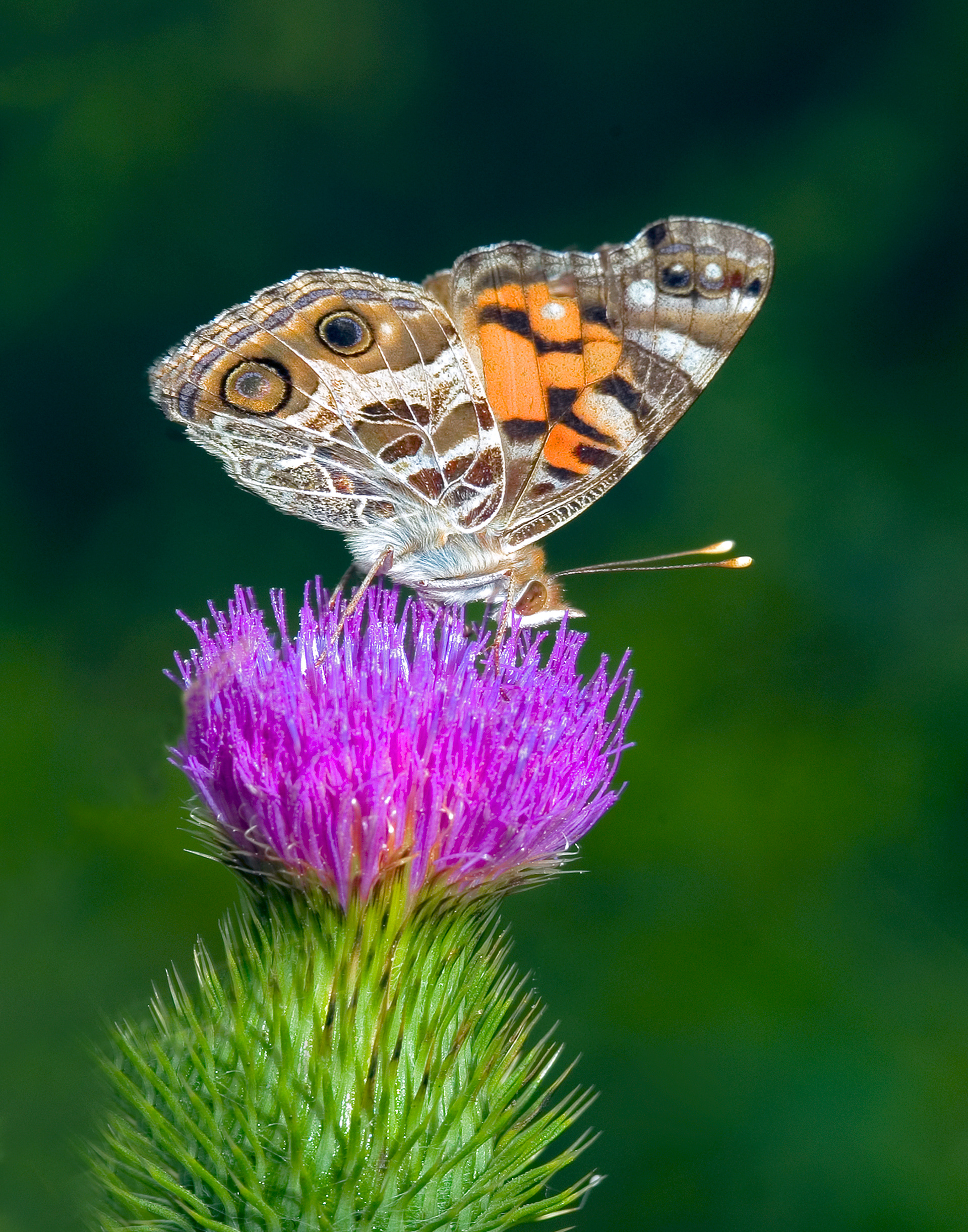 American Lady Butterfly
