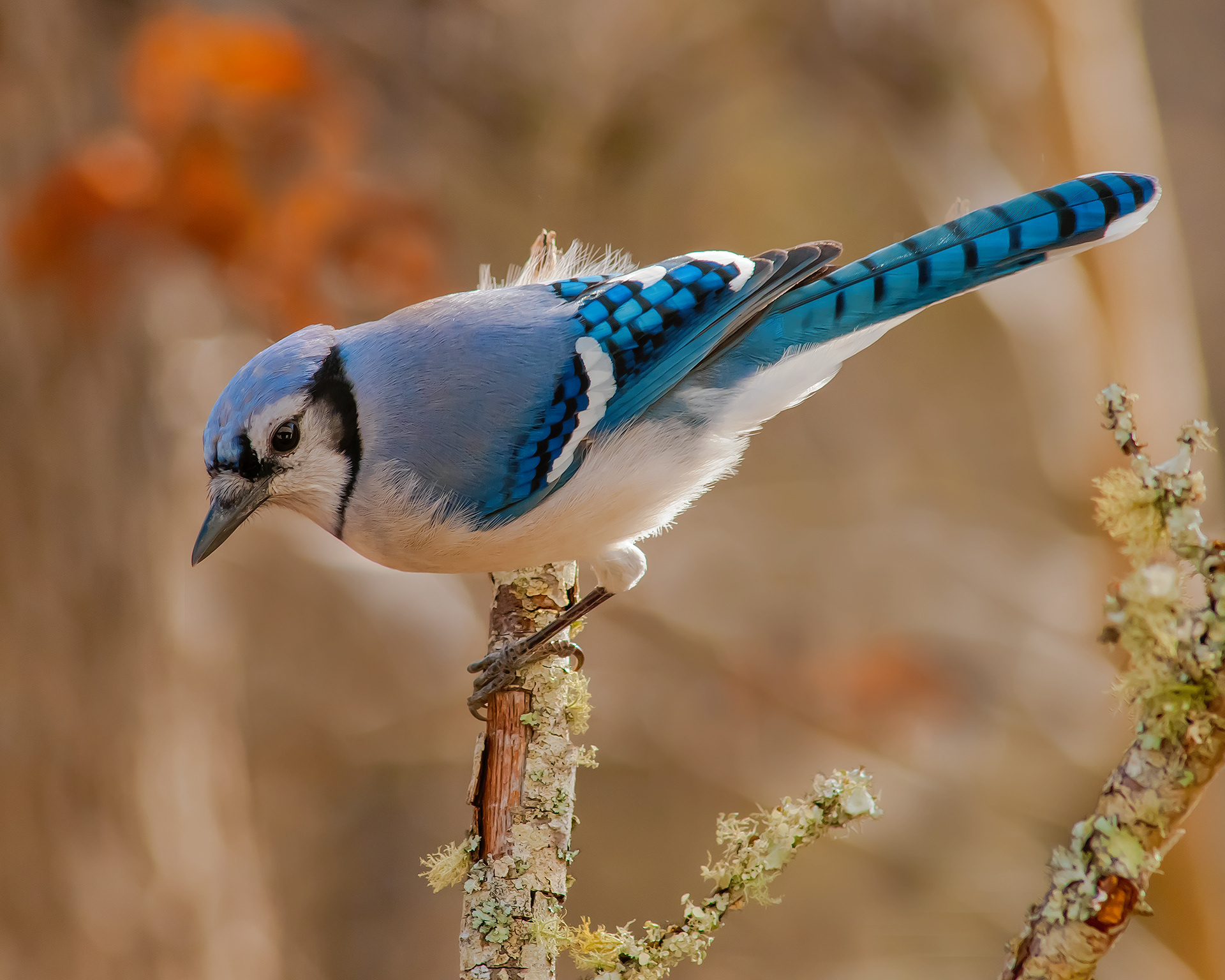 Bluejay - Cabarrus County, NC