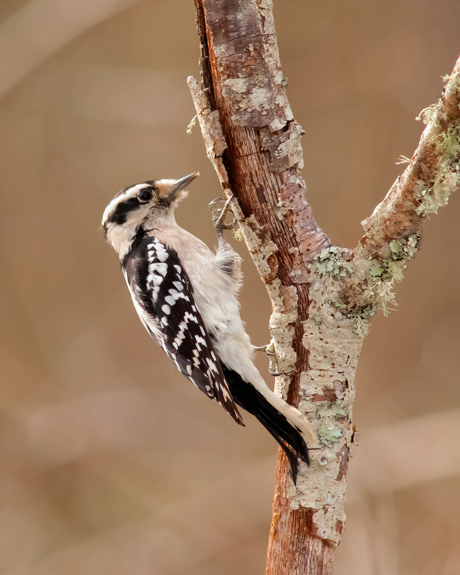 Female Downy Woodpecker - Cabarrus County, NC