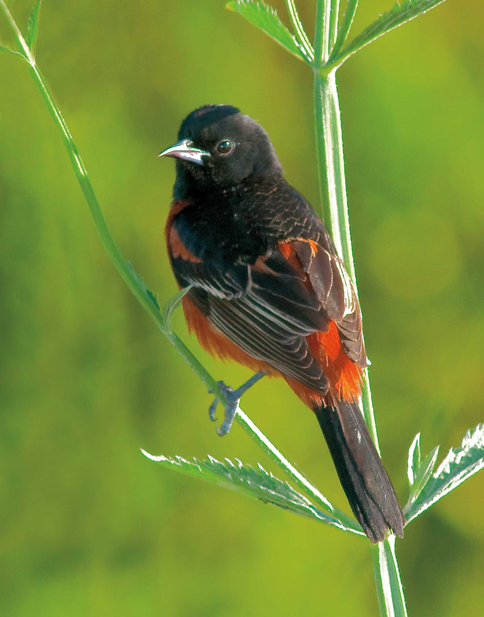 Male Orchard Oriole - Lacassine National Wildlife Refuge, Louisiana