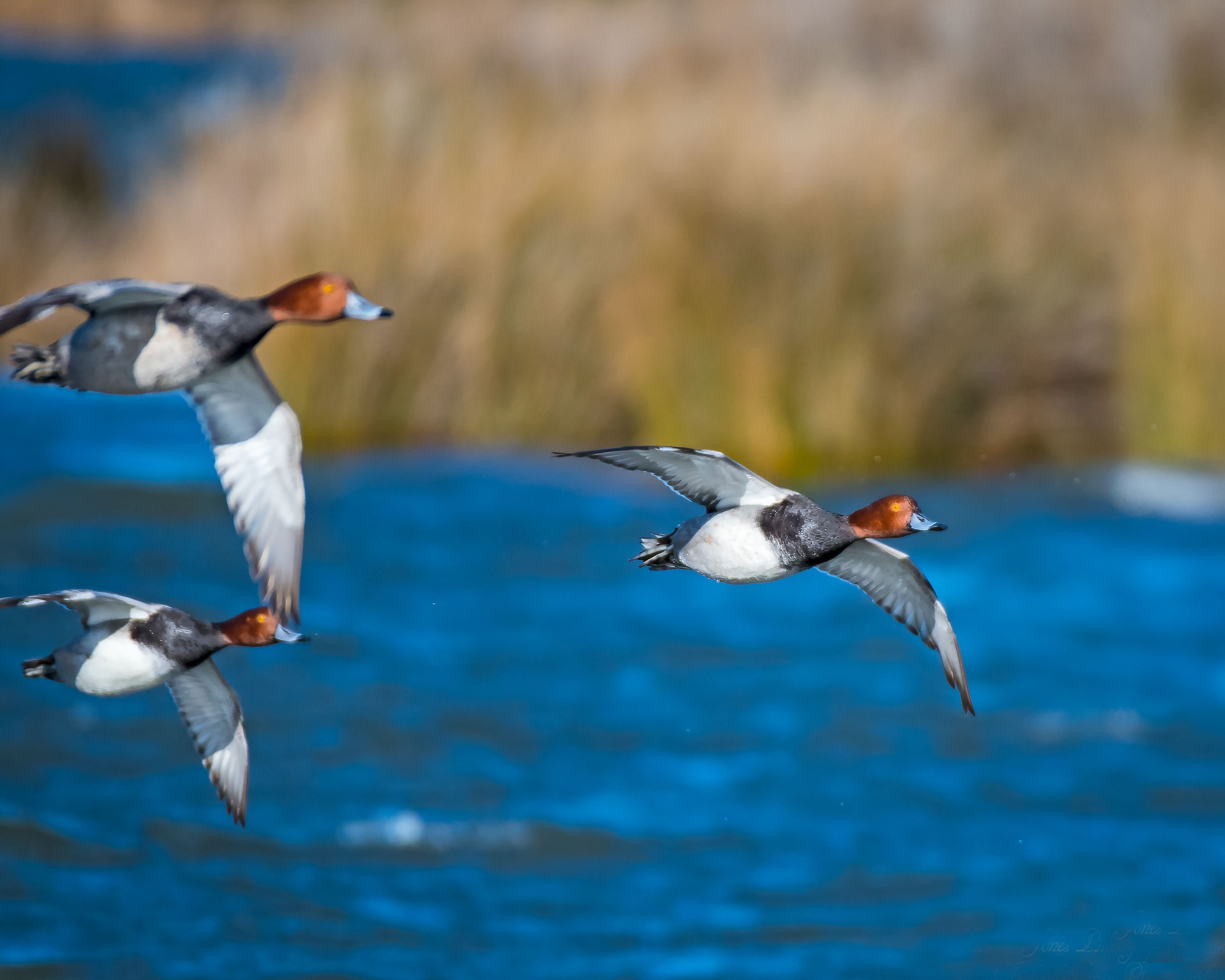 Redhead Duck Landing - Pea Island National Wildlife Refuge, NC