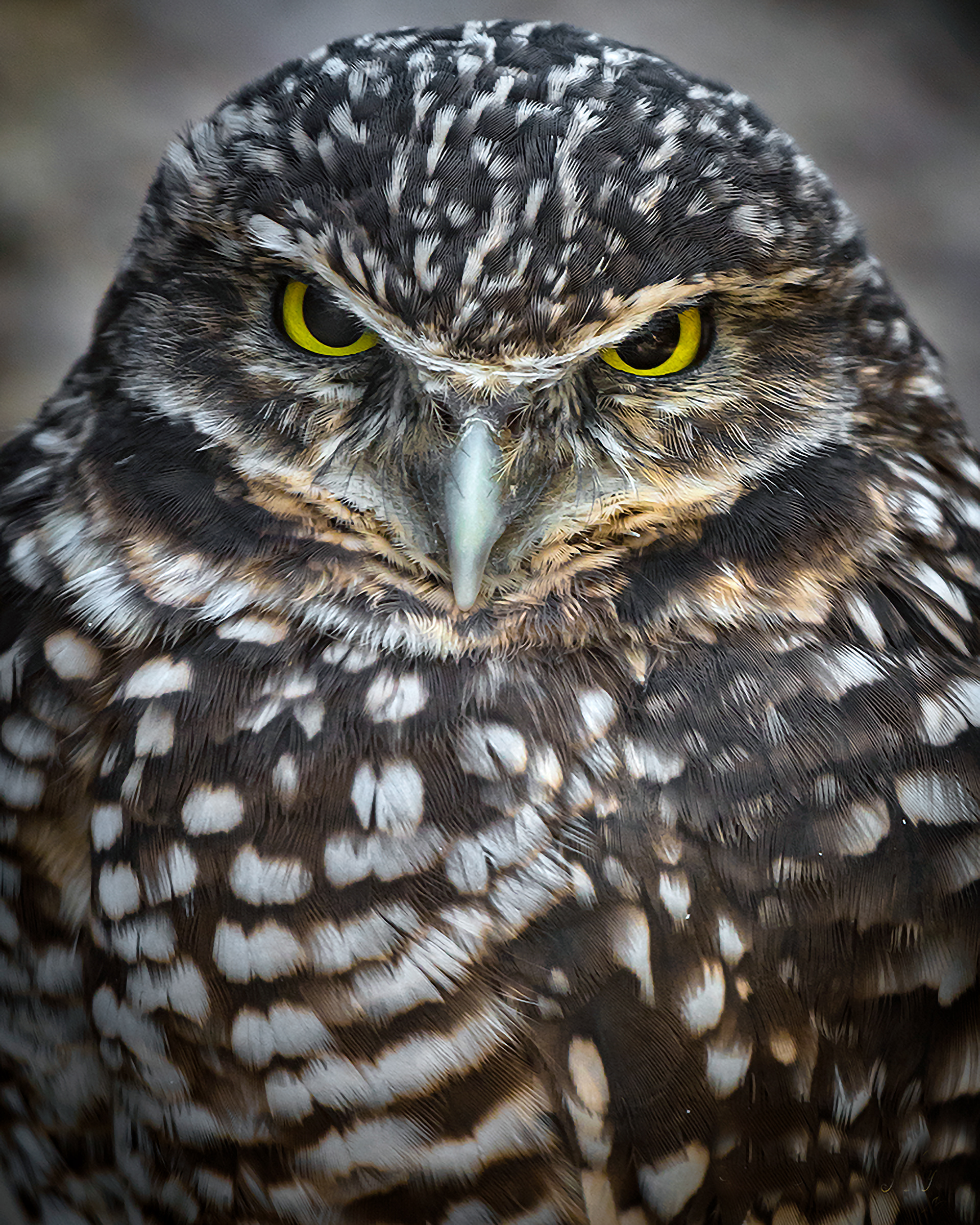 Burrowing Owl Portrait