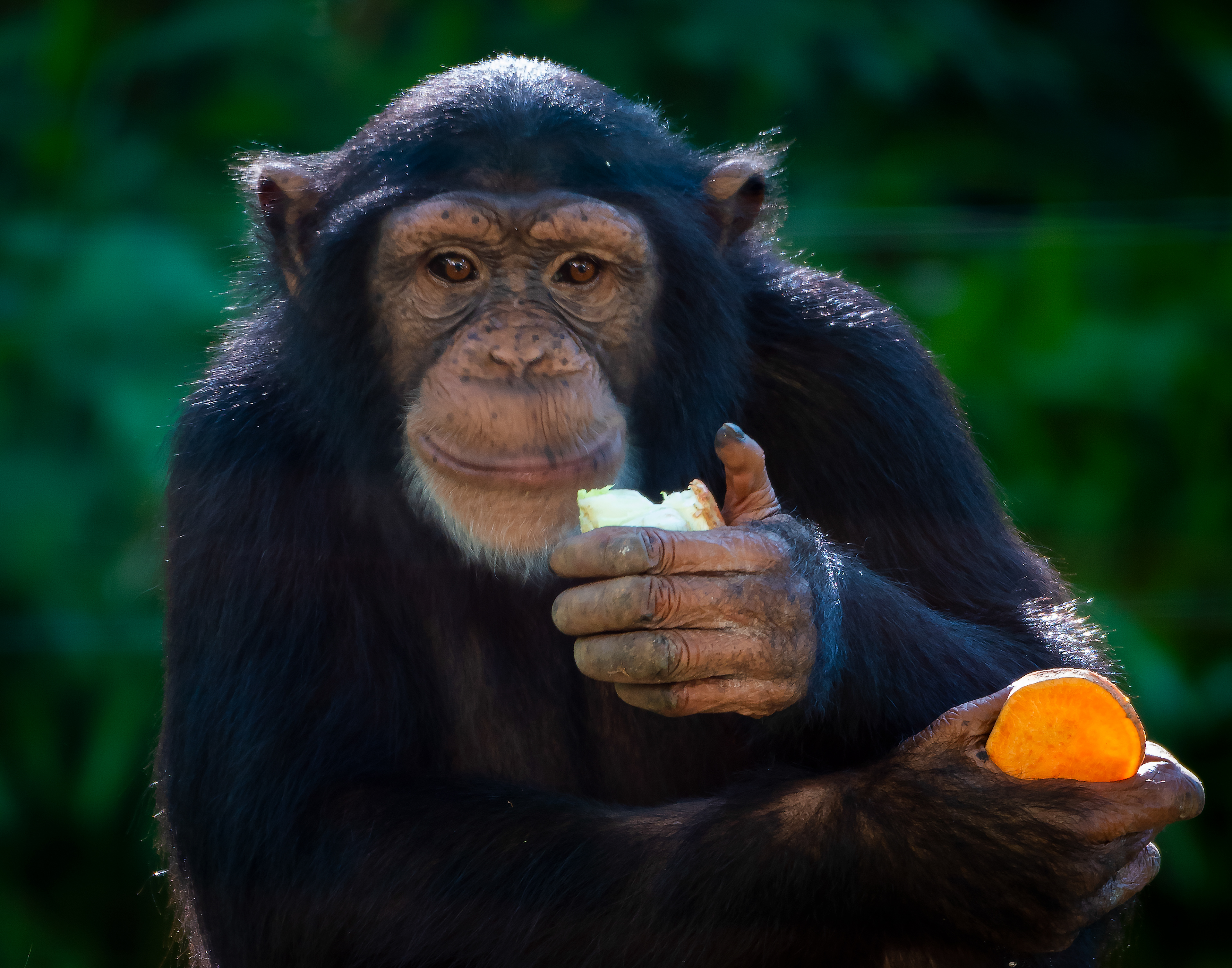 Chimp Portrait
