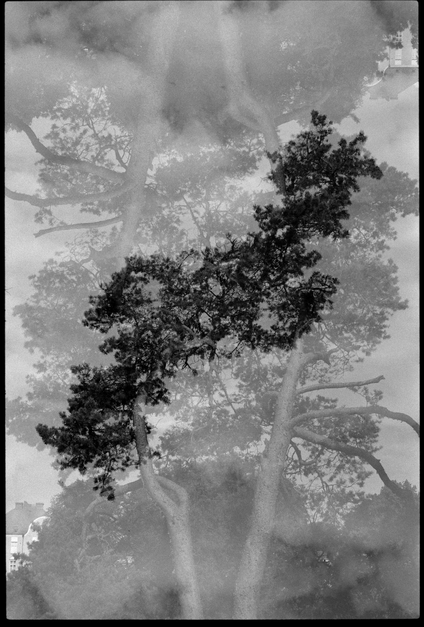 Negative Lab Pro v3.1.1 | Color Model: B+W | Pre-Sat: 3 | Tone Profile: Linear + Gamma | WB: None | LUT: Frontier
