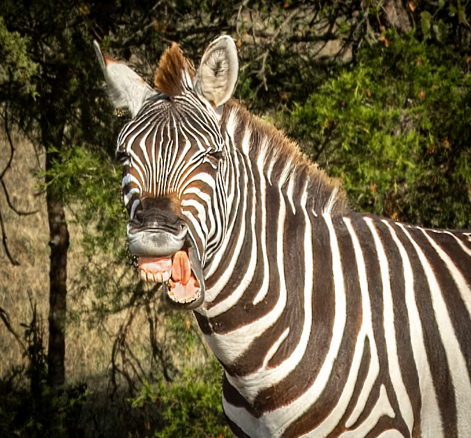 Zeebra - Texas