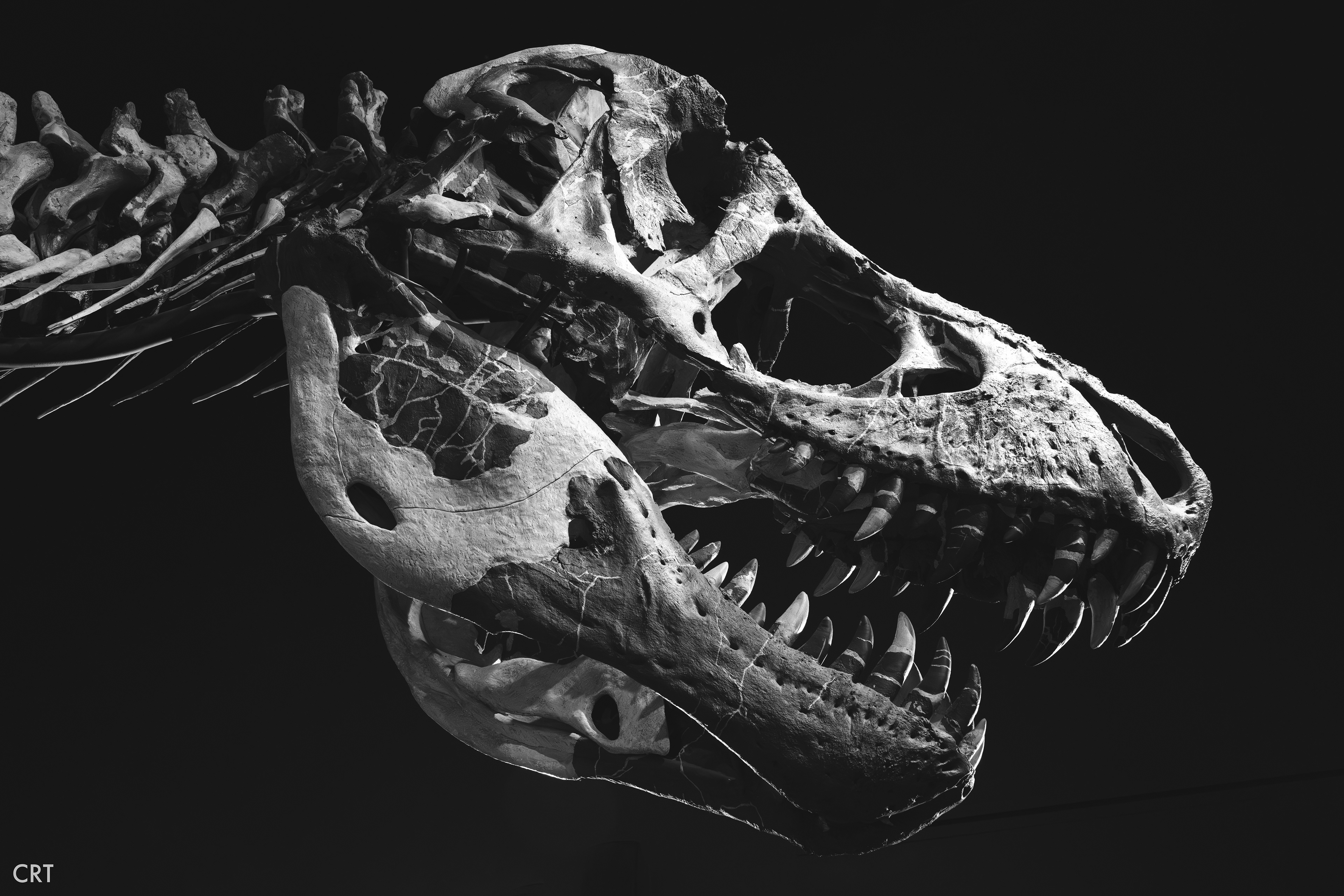 Montana's T. Rex (MOR 980) at Museum of The Rockies in Bozeman, MT. 