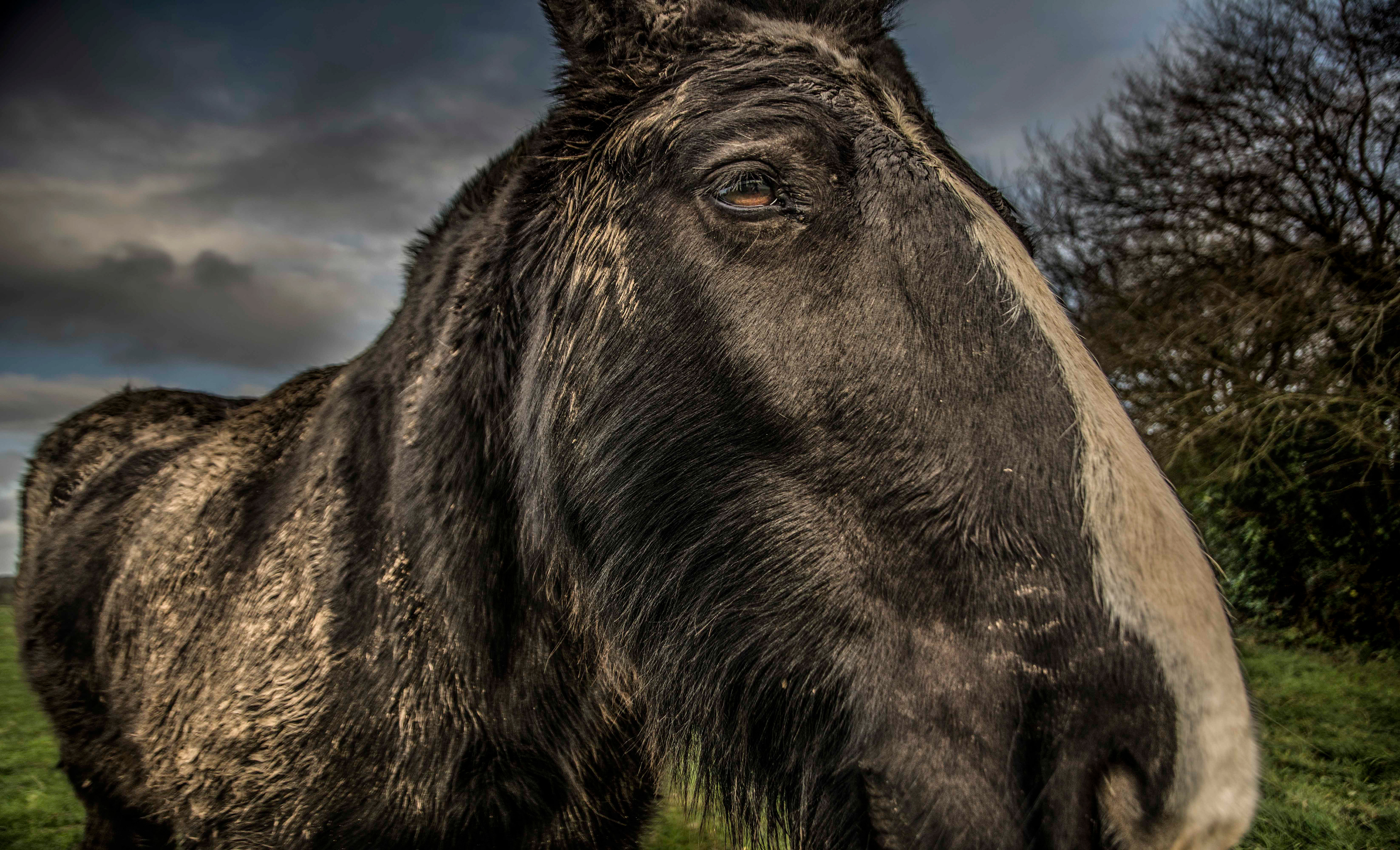 Close-up of a black horse with a white streak on its face, standing in a field. The sky is overcast, and bare trees are visible in the background.