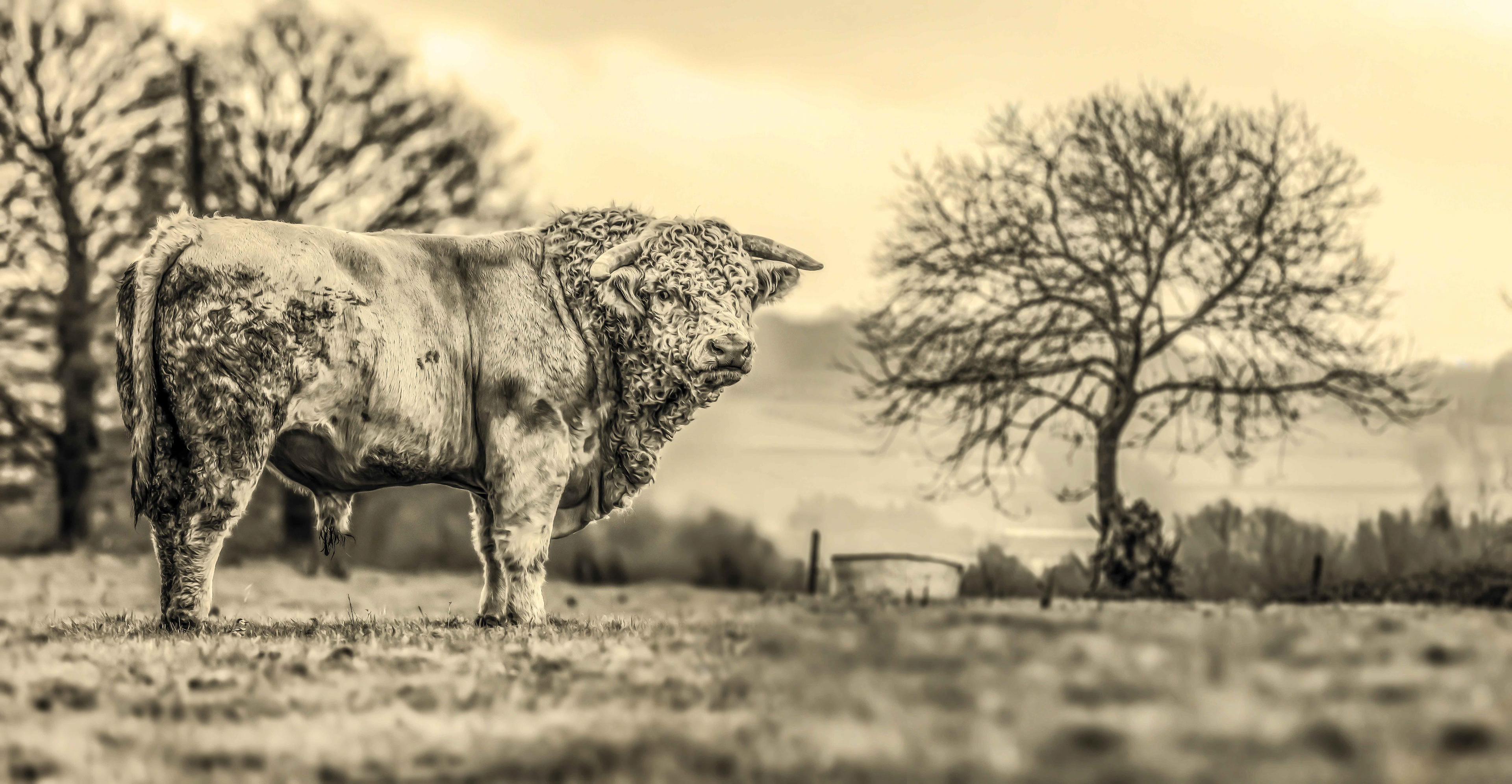 A sepia-toned image of a solitary bull standing in a field, with a leafless tree in the background. The atmosphere is serene and contemplative.