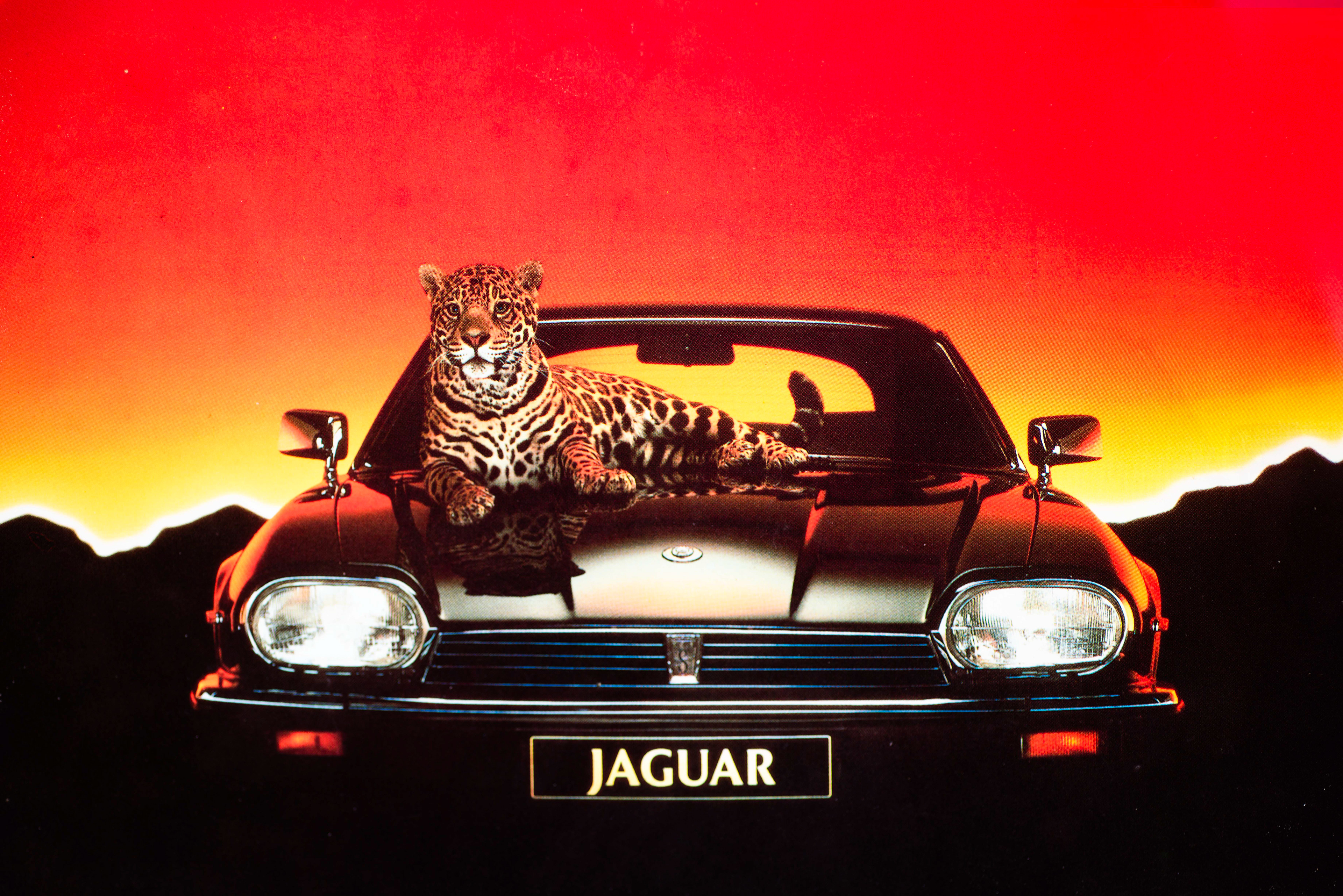 A jaguar reclines elegantly on a sleek black car with "Jaguar" branding. The vibrant red and orange sunset backdrop adds a bold, striking contrast.