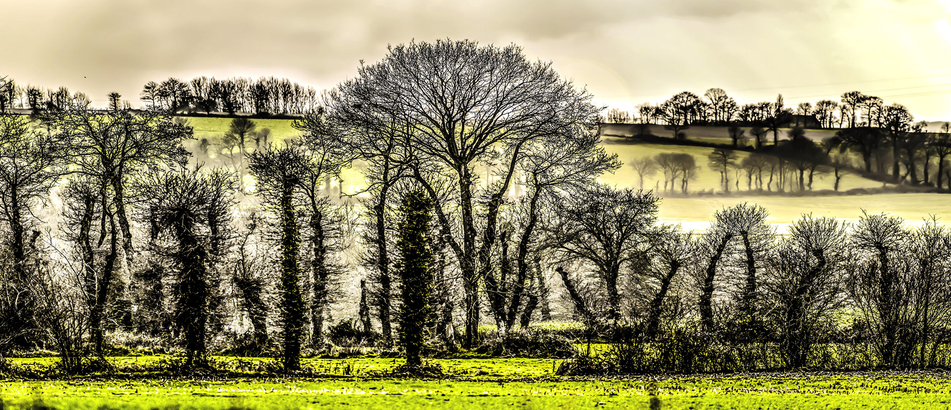 Winter landscape with bare trees and sparse ivy under a cloudy sky, set against misty hills. Warm colors create a serene, contemplative mood.