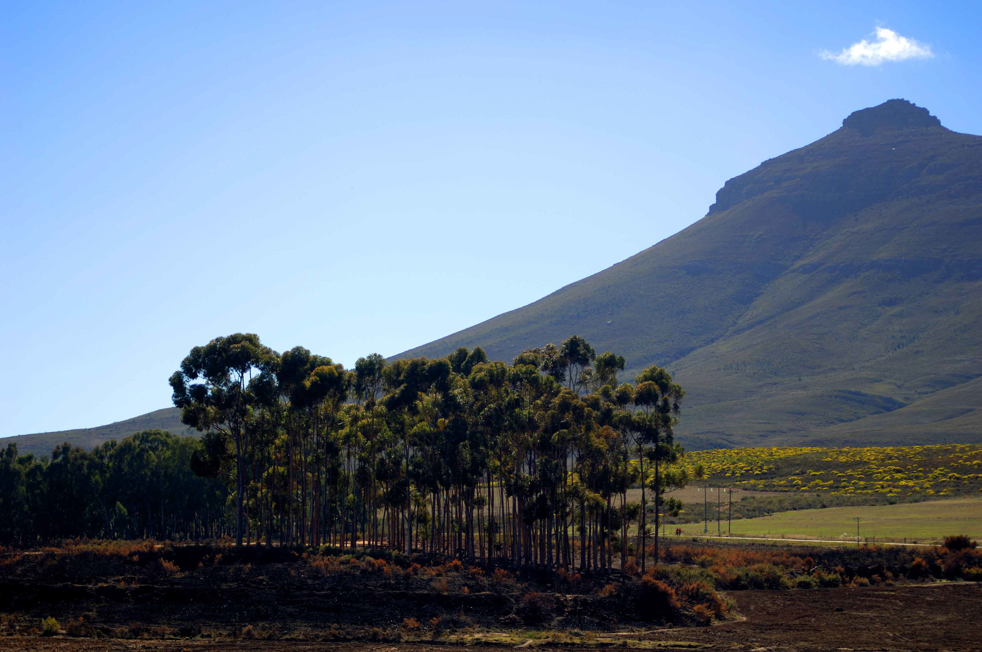 A grove of tall trees in the foreground, set against a mountain under a clear blue sky. The scene conveys a sense of tranquility and vastness.