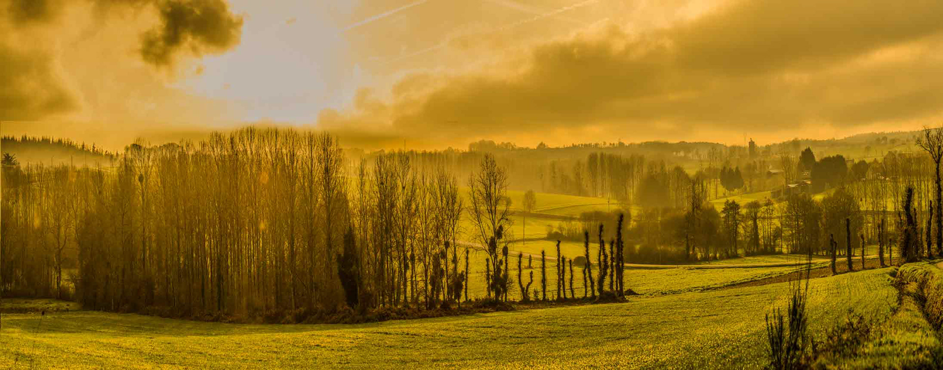 Golden-hued landscape with bare trees and rolling fields at sunrise. Mist creates a serene, tranquil atmosphere, evoking calm and warmth.