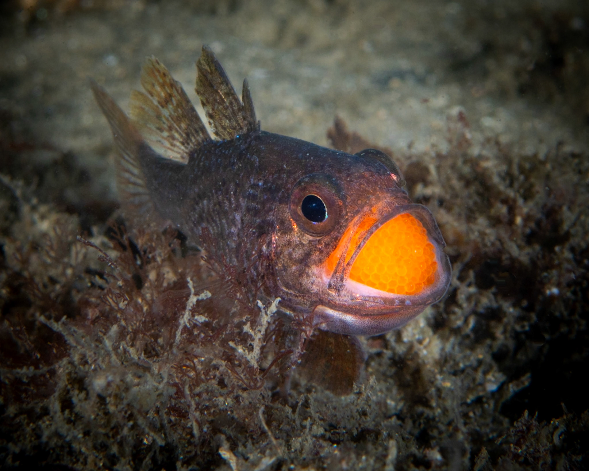 Eastern Gobbleguts (Vincentia novaehollandiae) Sydney, Australia Depth -5.0 m Temp 19deg1/125 sec f/9 ISO 200