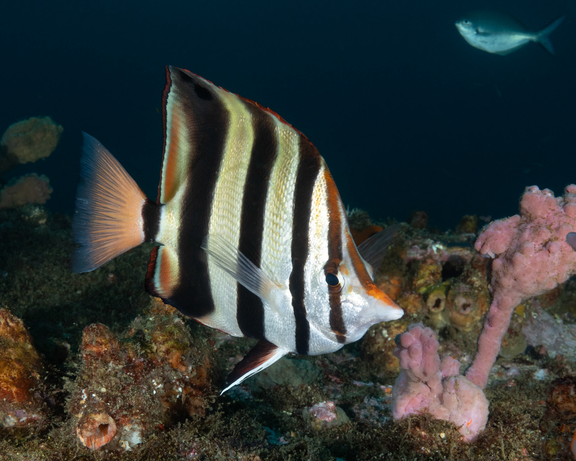Eastern Talma (Chelmonops truncatus) Sydney, Australia Depth -23.0 m Temp 18deg1/125 sec f/7.1 ISO 200