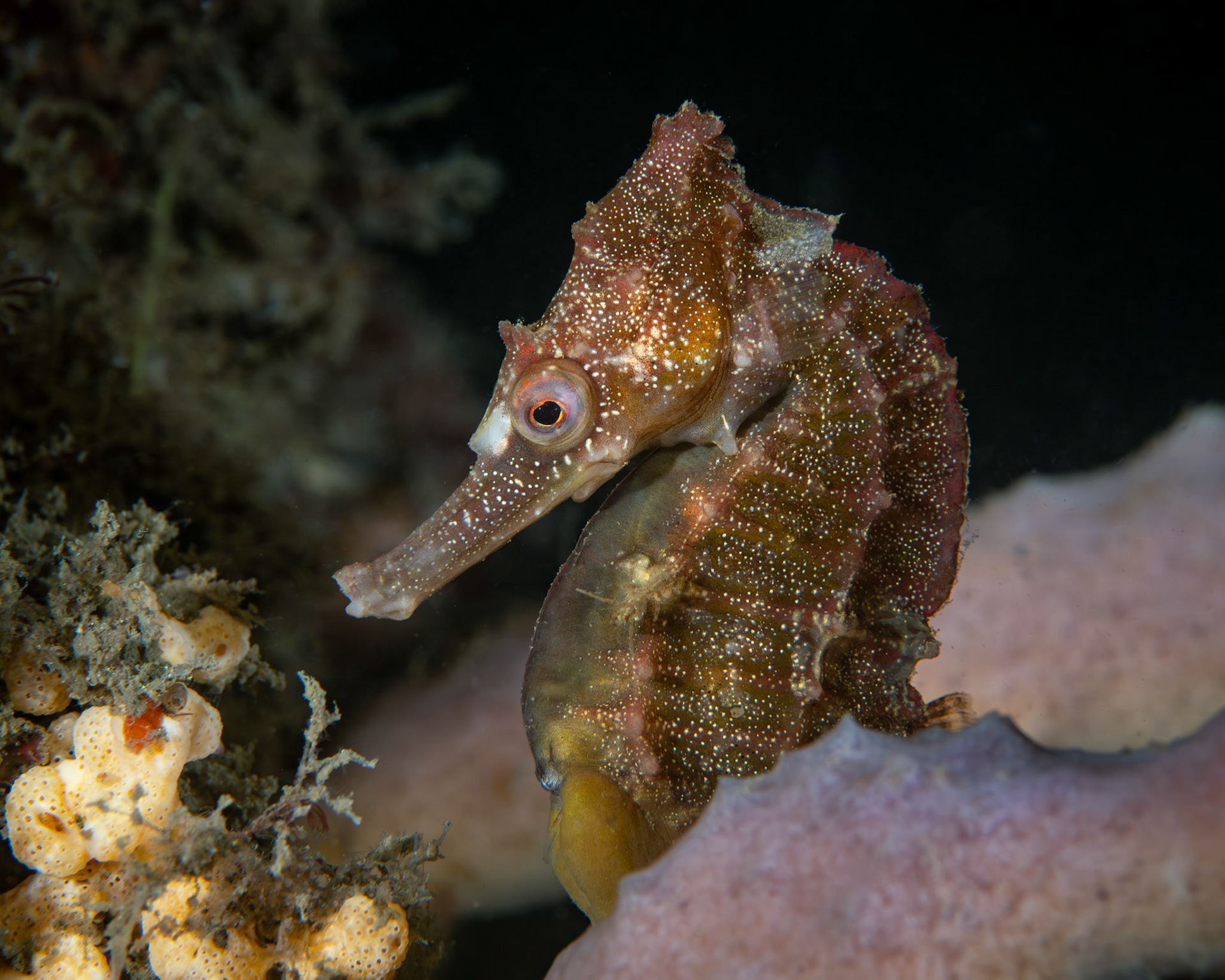 White's Seahorse (Hippocampus whitei) Sydney, Australia Depth -7.0 m Temp 21deg1/160 sec f/8 ISO 200