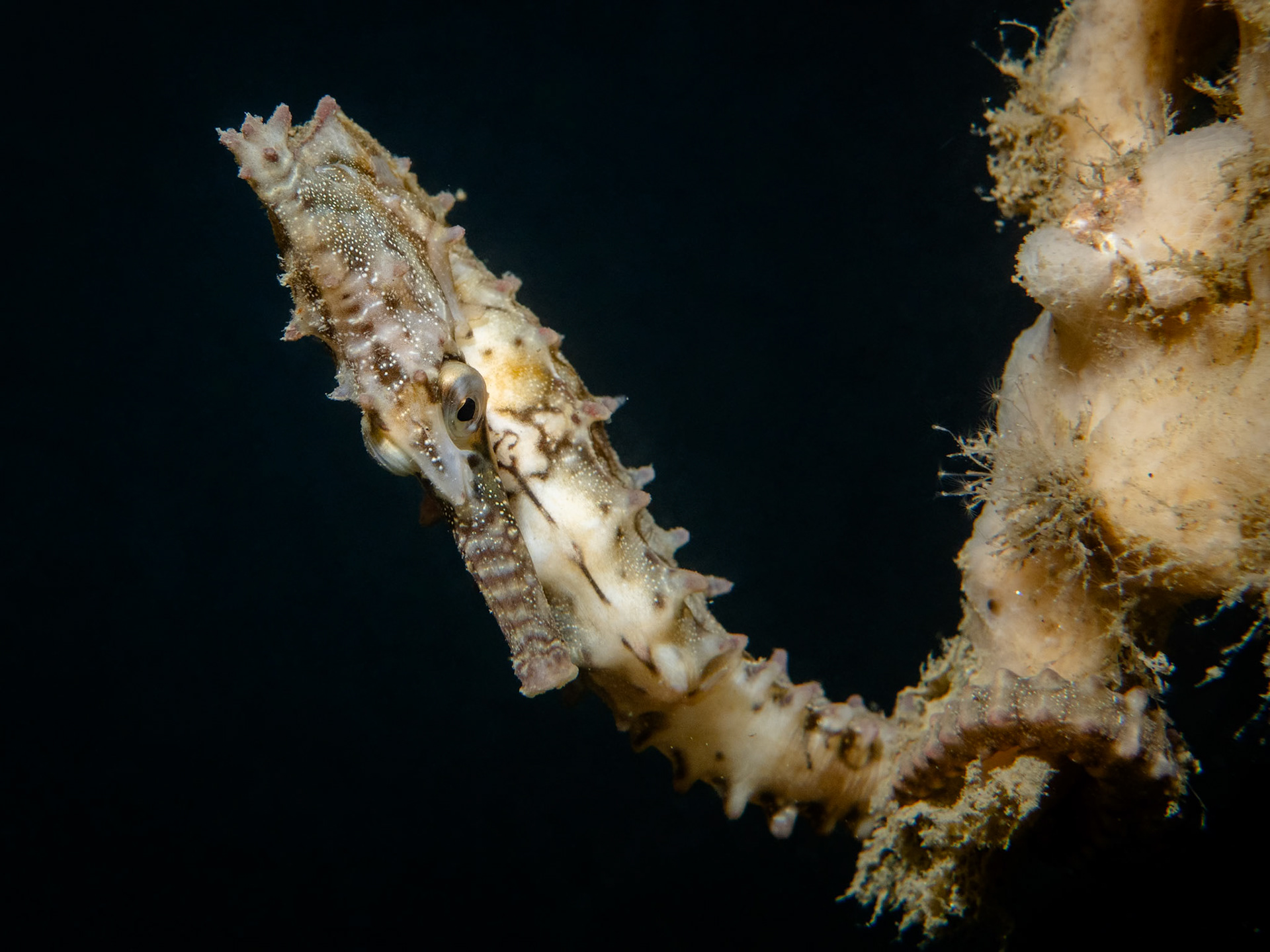 White's Seahorse (Hippocampus whitei) Sydney, Australia Depth -8.0 m Temp 22deg1/200 sec f/8 ISO 200